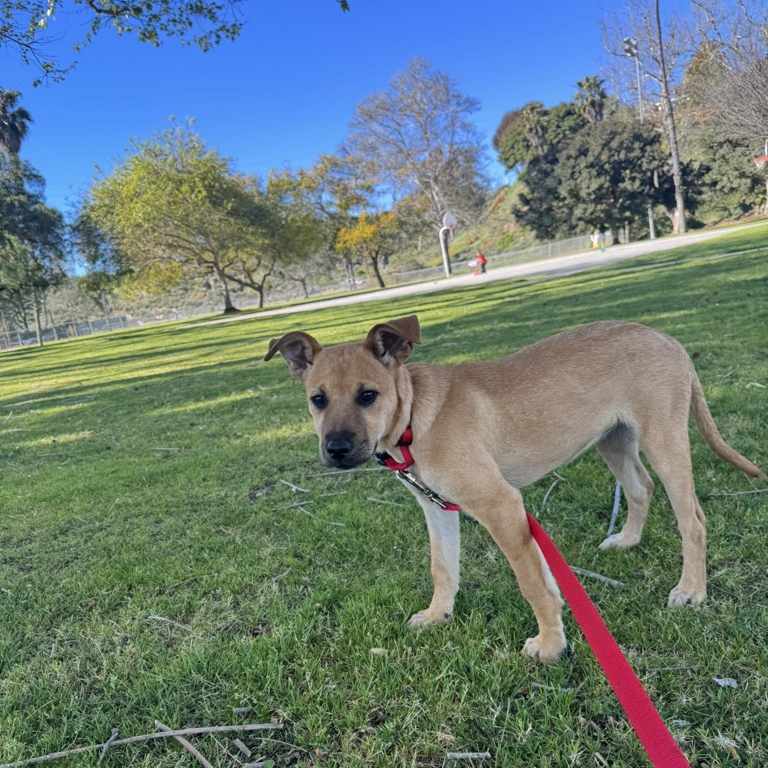 Enlarge LINDA 5 to 6 months 30 pounds, an adopted mixed breed in Aliso Viejo, CA image 4/6
