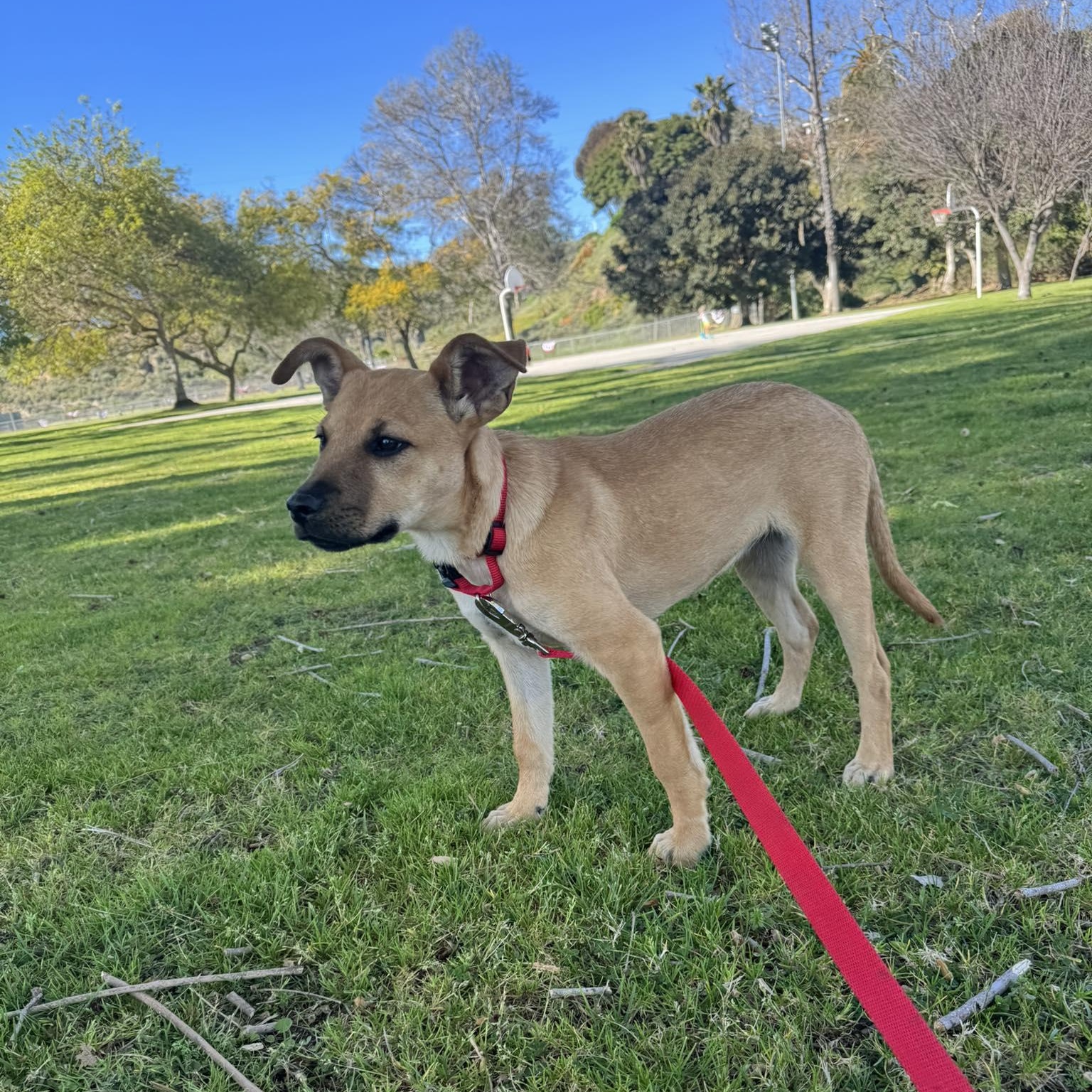 Enlarge LINDA 5 to 6 months 30 pounds, an adopted mixed breed in Aliso Viejo, CA image 3/6