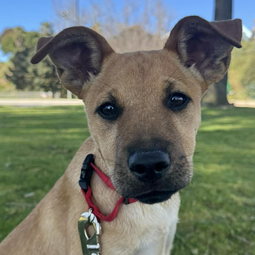 Enlarge LINDA 5 to 6 months 30 pounds, an adopted mixed breed in Aliso Viejo, CA image 1/6