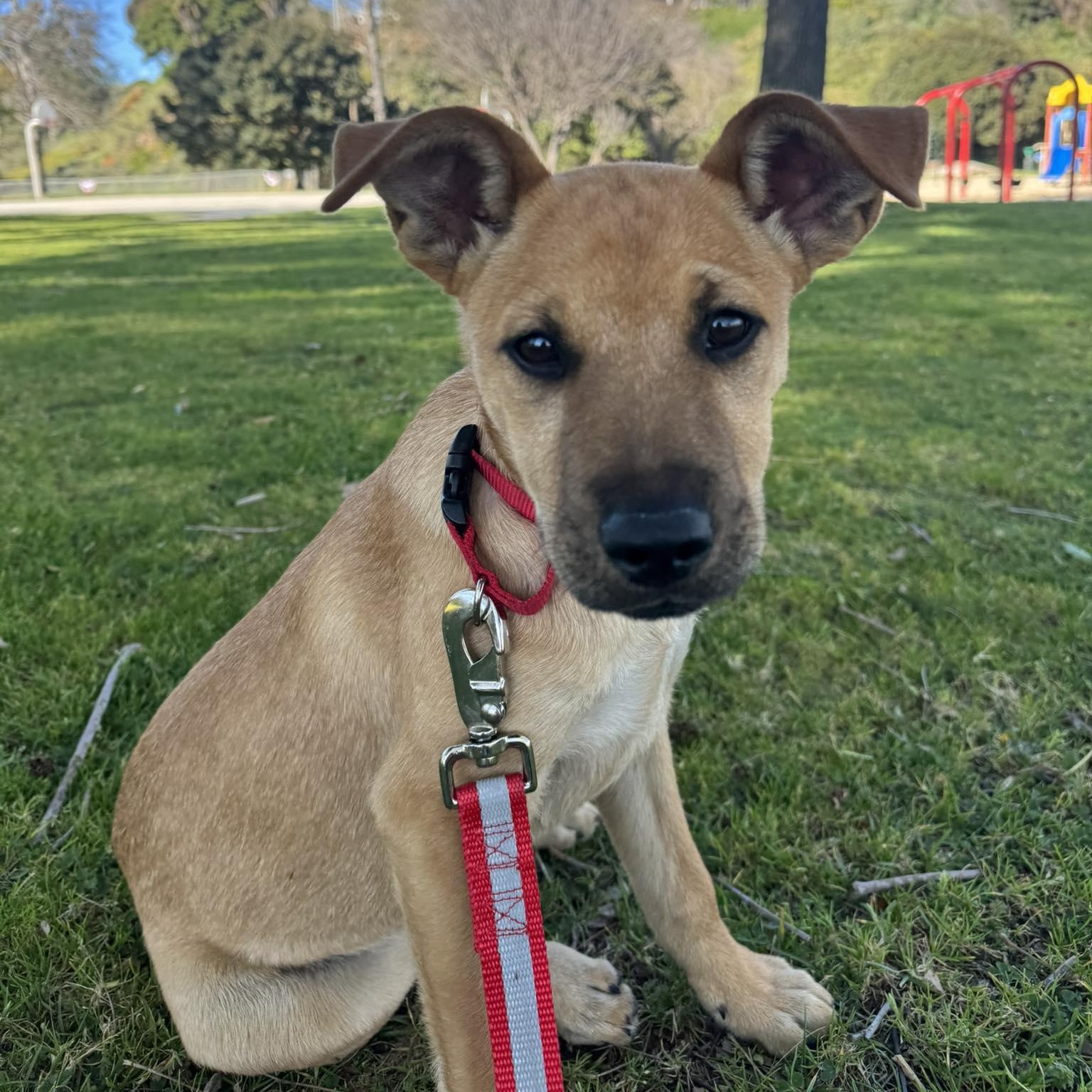Enlarge LINDA 5 to 6 months 30 pounds, an adopted mixed breed in Aliso Viejo, CA image 5/6
