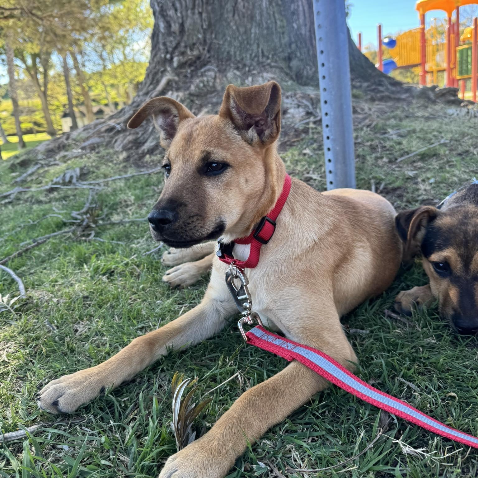 Enlarge LINDA 5 to 6 months 30 pounds, an adopted mixed breed in Aliso Viejo, CA image 6/6