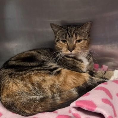 Lucky, ADOPTABLE, Adult Female Domestic Short Hair.