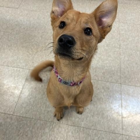 Enlarge Cassie, a ADOPTABLE mixed breed in Fair Oaks Ranch, TX image 2/5