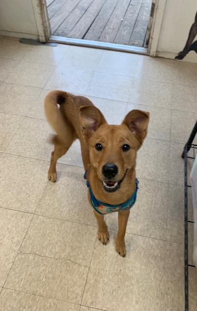 Enlarge Cassie, a ADOPTABLE mixed breed in Fair Oaks Ranch, TX image 5/5