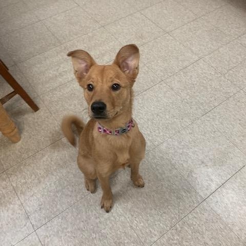 Enlarge Cassie, a ADOPTABLE mixed breed in Fair Oaks Ranch, TX image 5/5