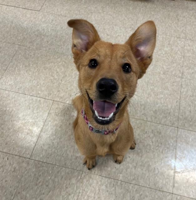 Enlarge Cassie, a ADOPTABLE mixed breed in Fair Oaks Ranch, TX image 1/5