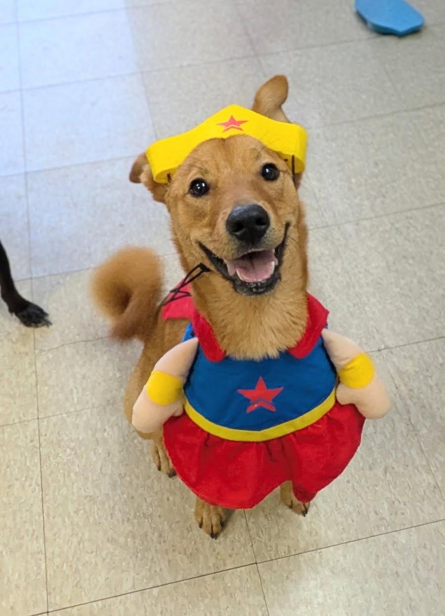 Enlarge Cassie, a Adoptable mixed breed in Fair Oaks Ranch, TX image 5/5