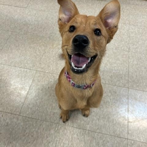 Enlarge Cassie, a ADOPTABLE mixed breed in Fair Oaks Ranch, TX image 3/5