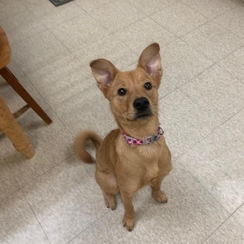 Enlarge Cassie, a ADOPTABLE mixed breed in Fair Oaks Ranch, TX image 4/5