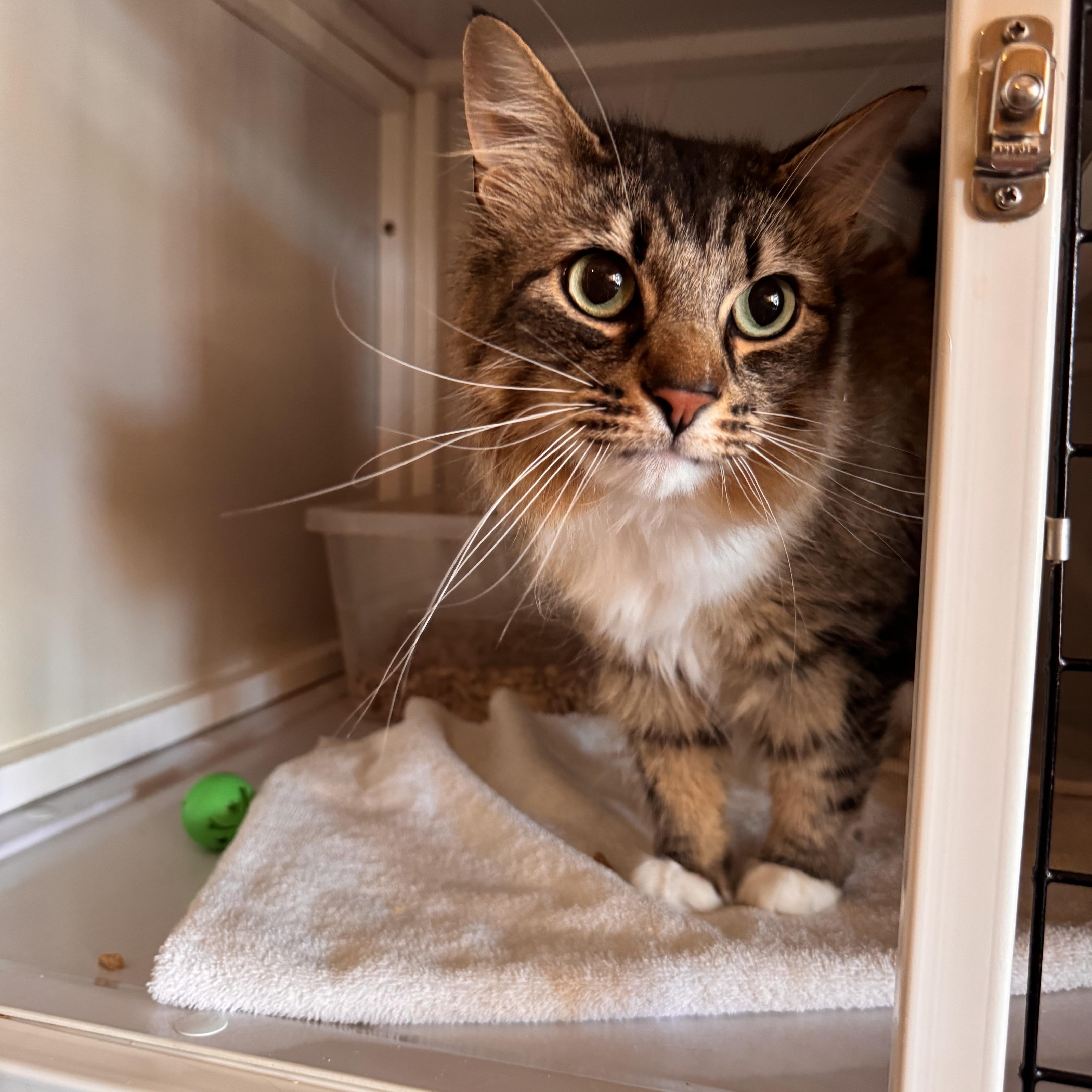 Enlarge Cowboy, a Adopted Domestic Long Hair in Memphis, TN image 1/4