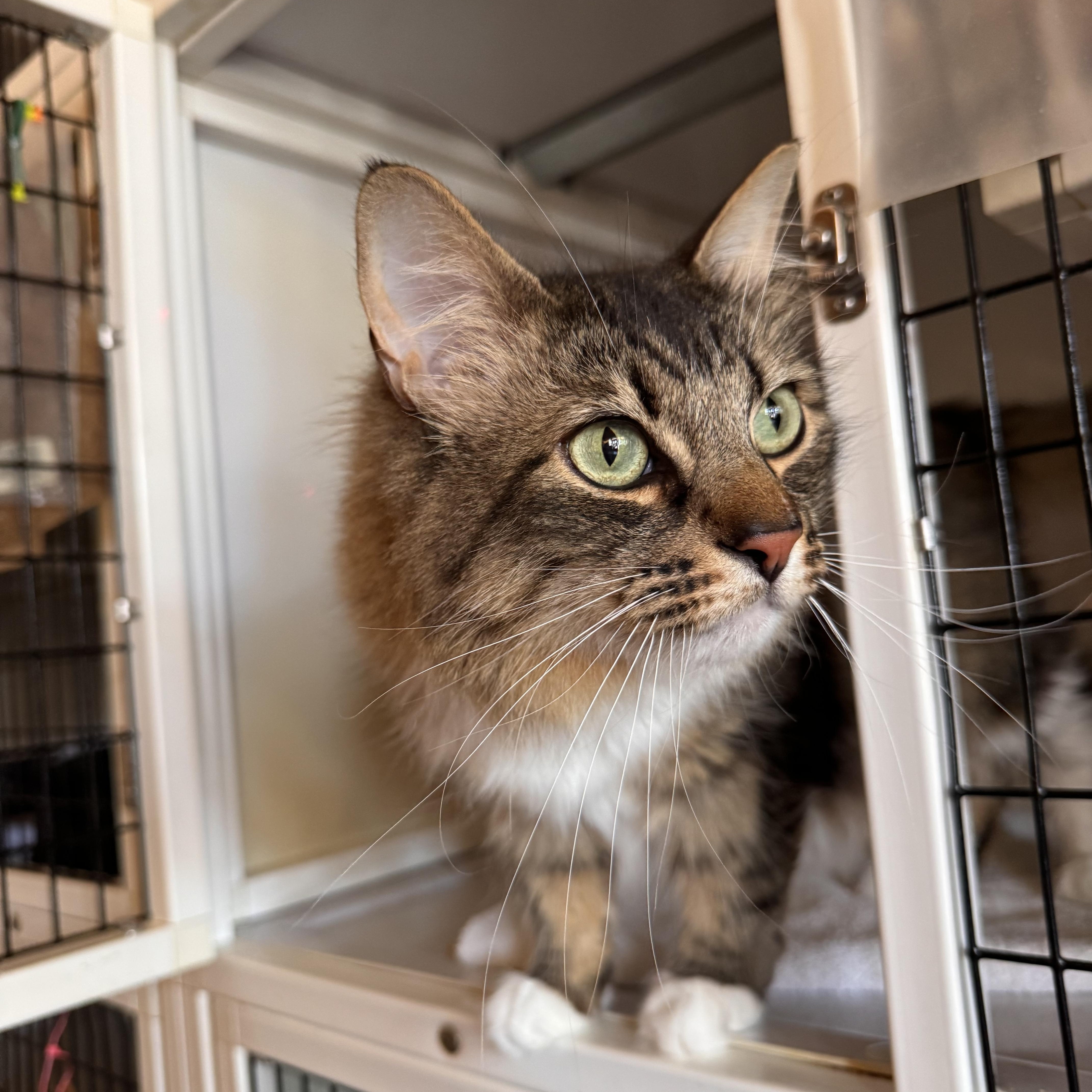 Enlarge Cowboy, a Adopted Domestic Long Hair in Memphis, TN image 2/4