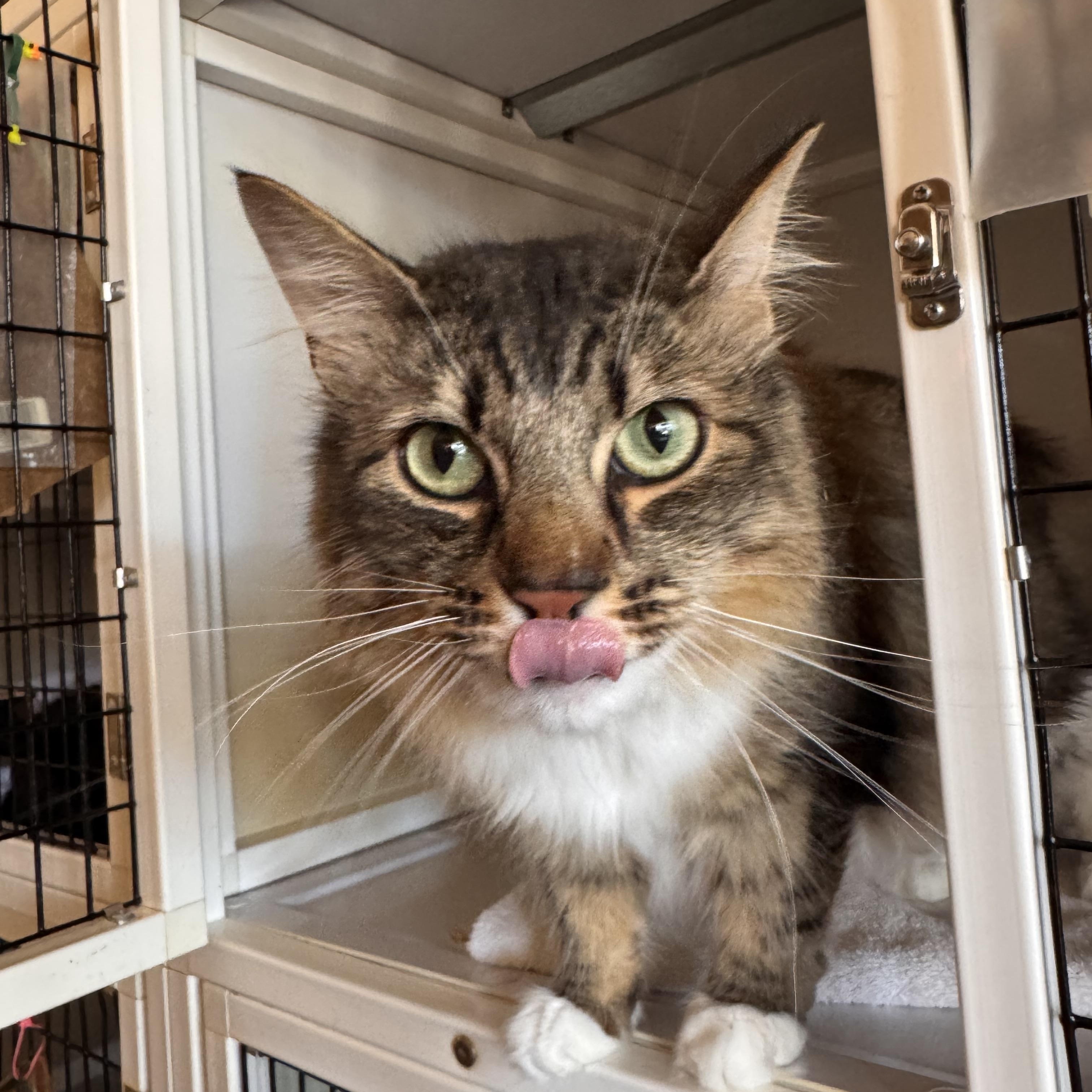 Enlarge Cowboy, a Adopted Domestic Long Hair in Memphis, TN image 4/4