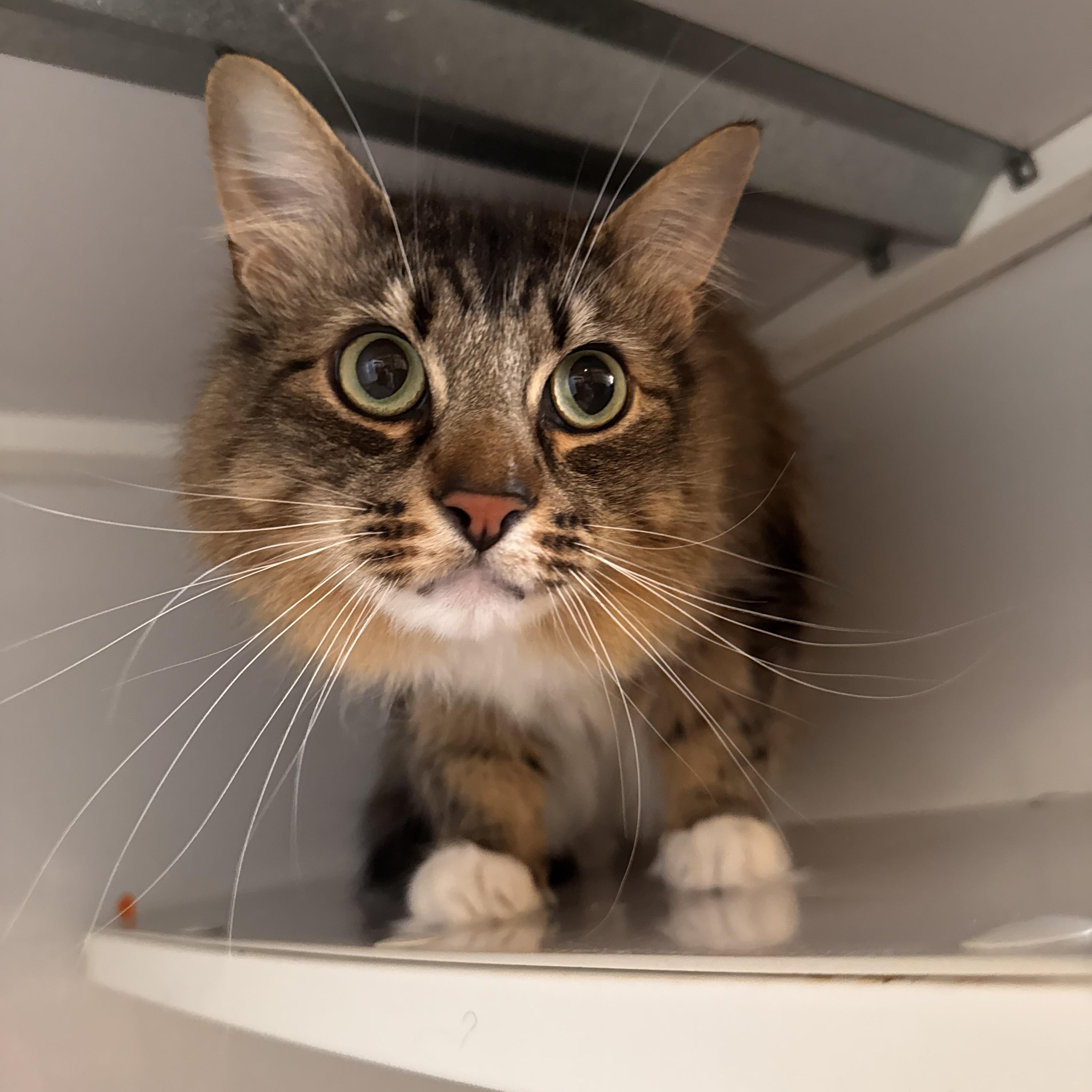 Enlarge Cowboy, a Adopted Domestic Long Hair in Memphis, TN image 3/4
