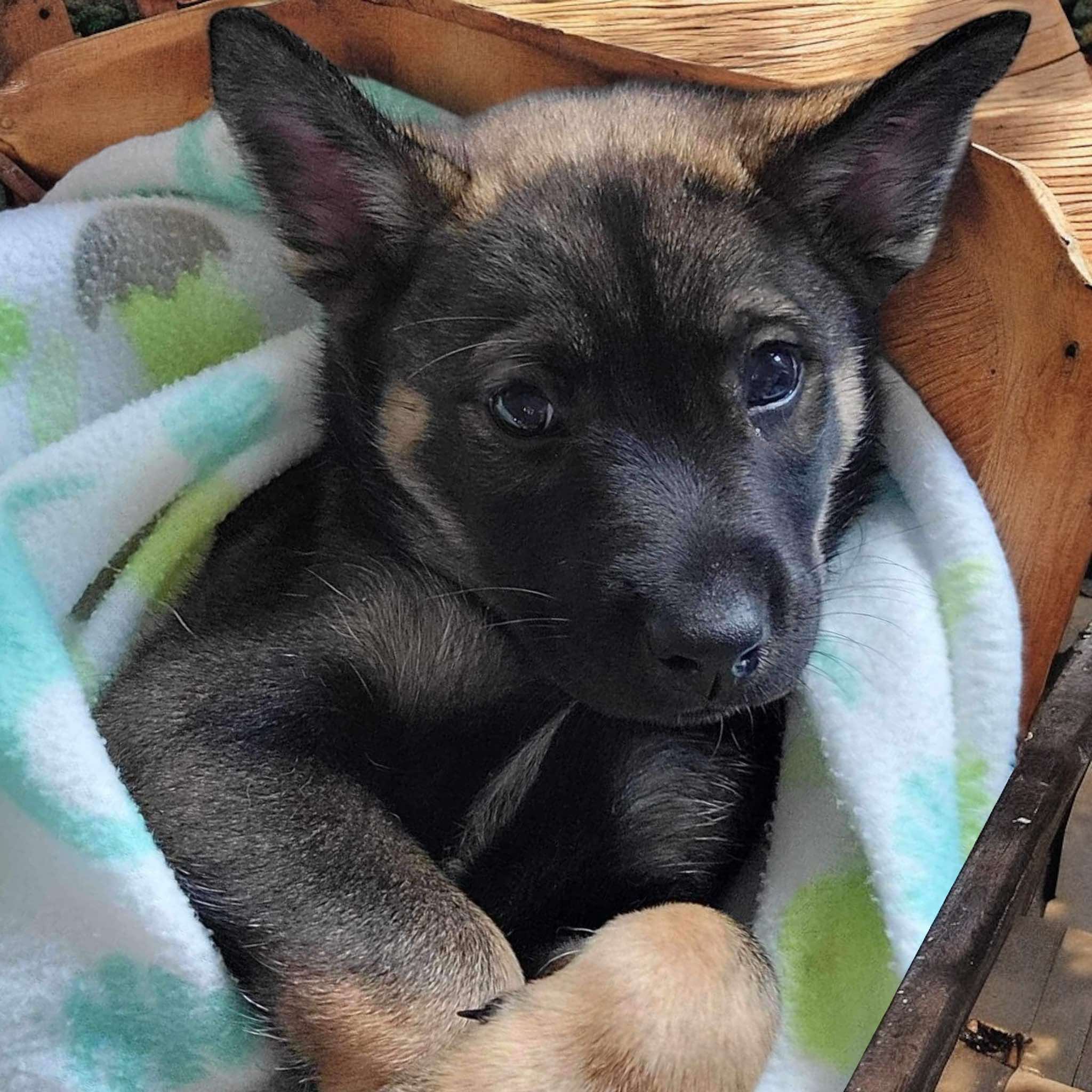 Dog for adoption Grumpy, a German Shepherd Dog Mix in Grand Rapids