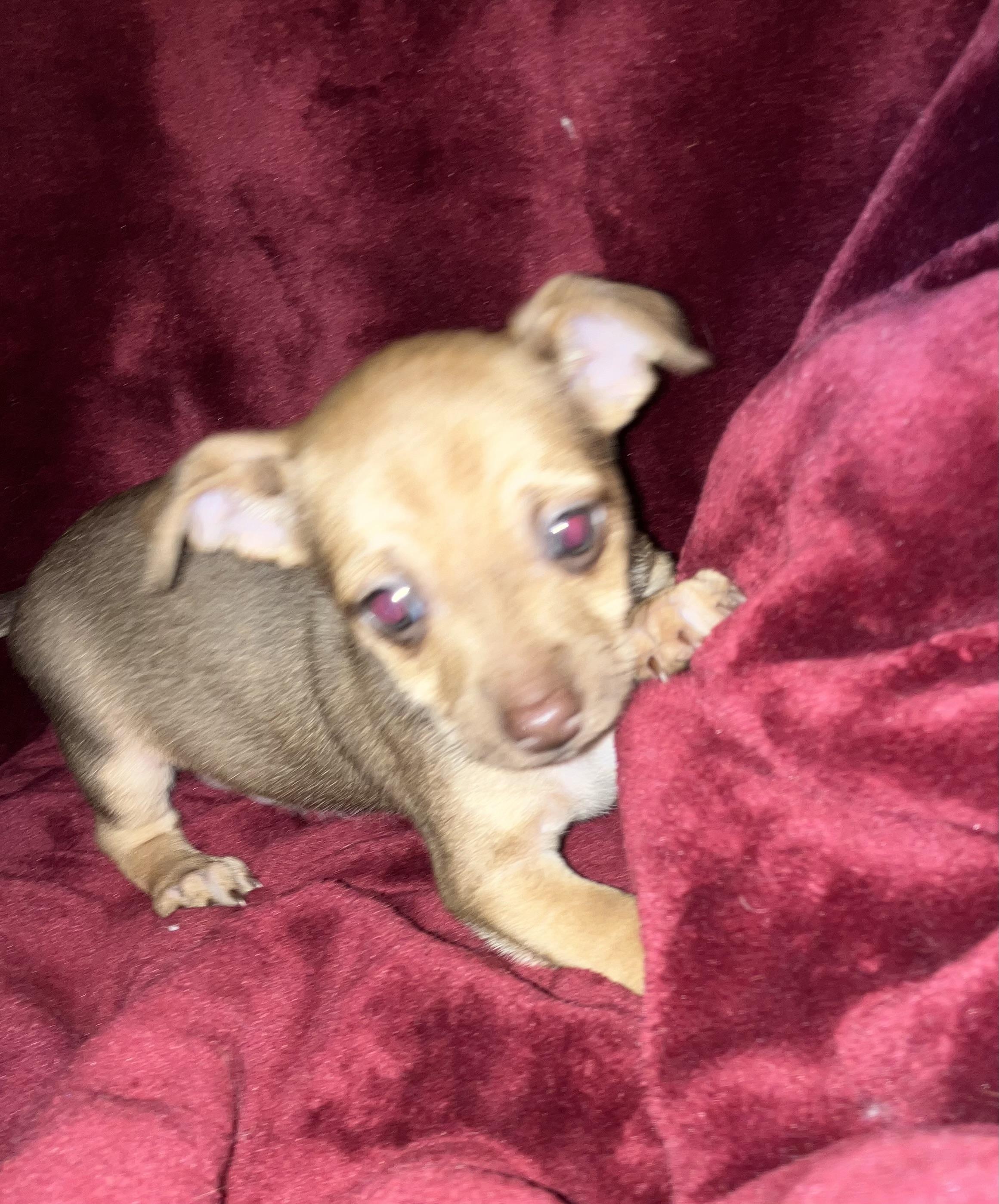 Queso — thumbnail 2