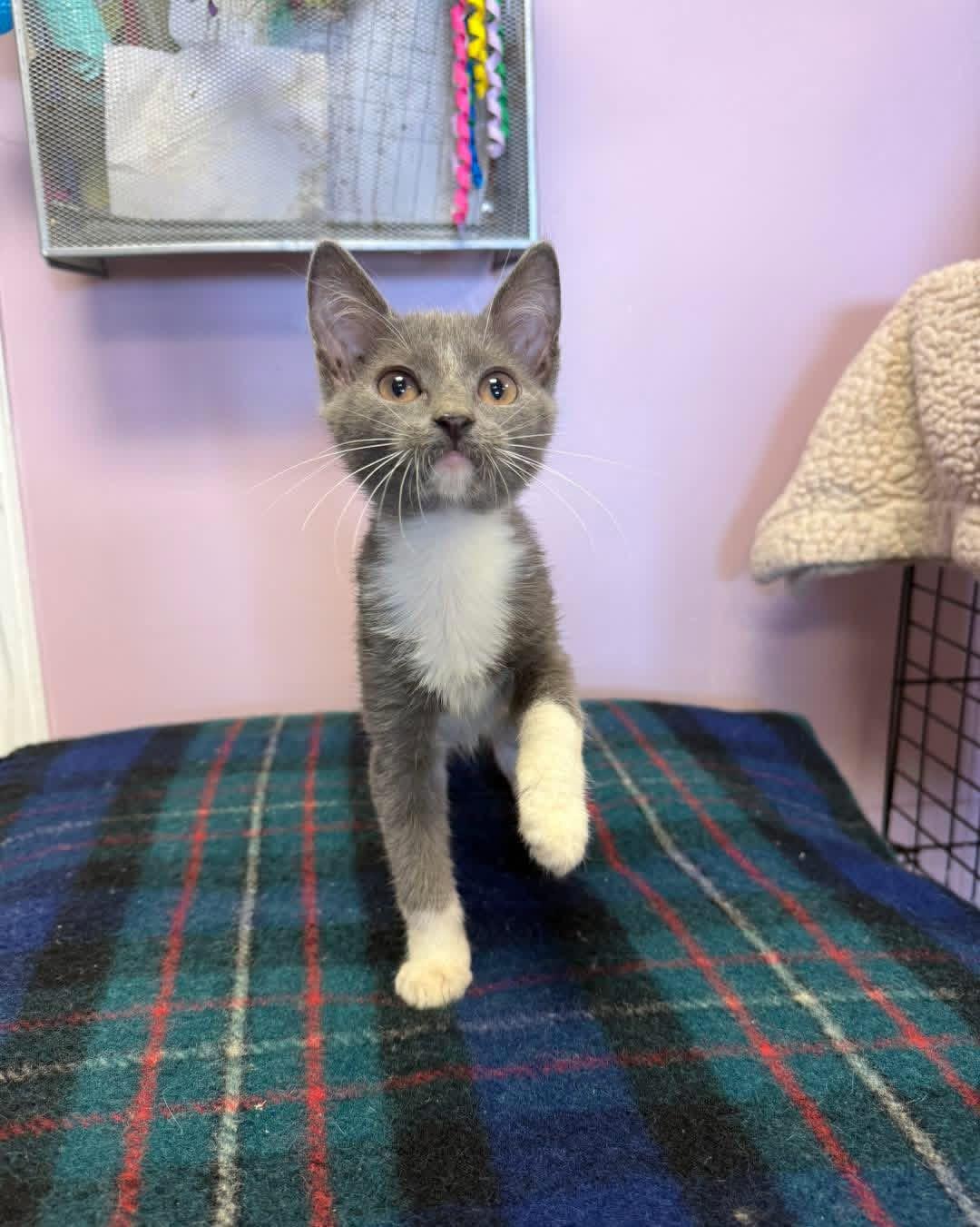 Enlarge Elvis, an adopted Domestic Short Hair in Freeport, NY image 1/1