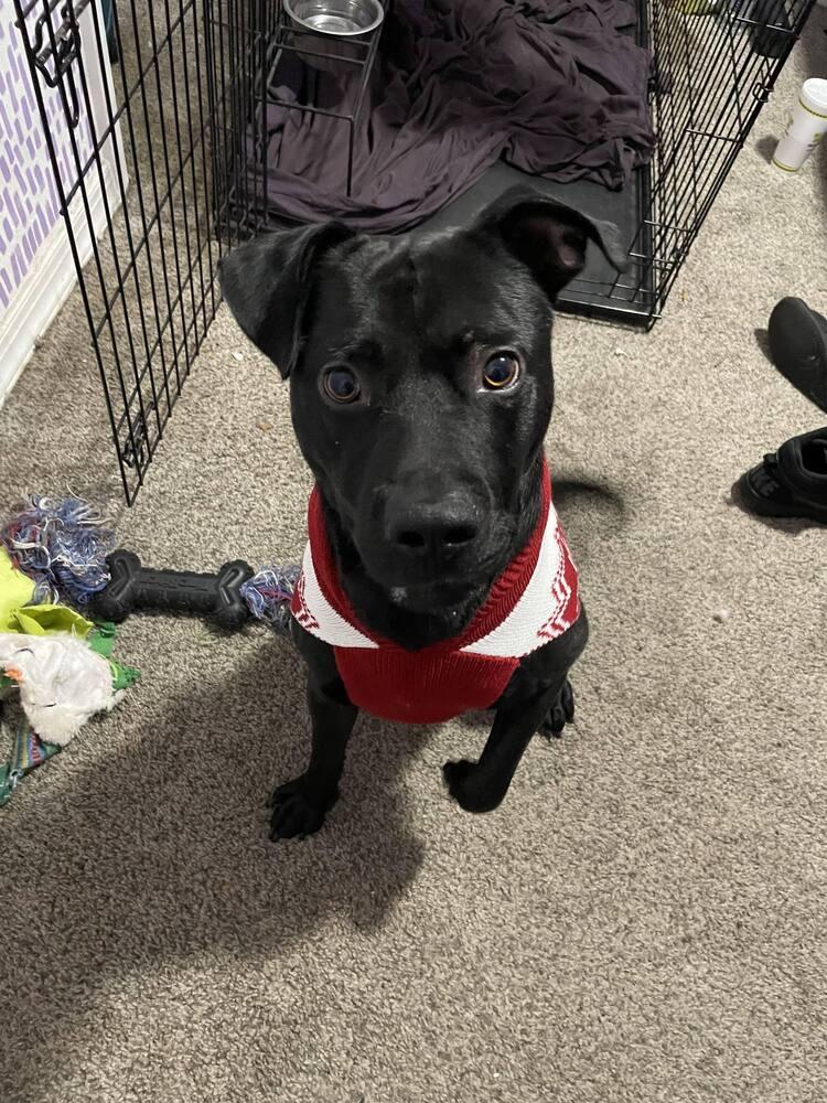 Enlarge Oscar, a Adoptable mixed breed in Milton, FL image 1/6