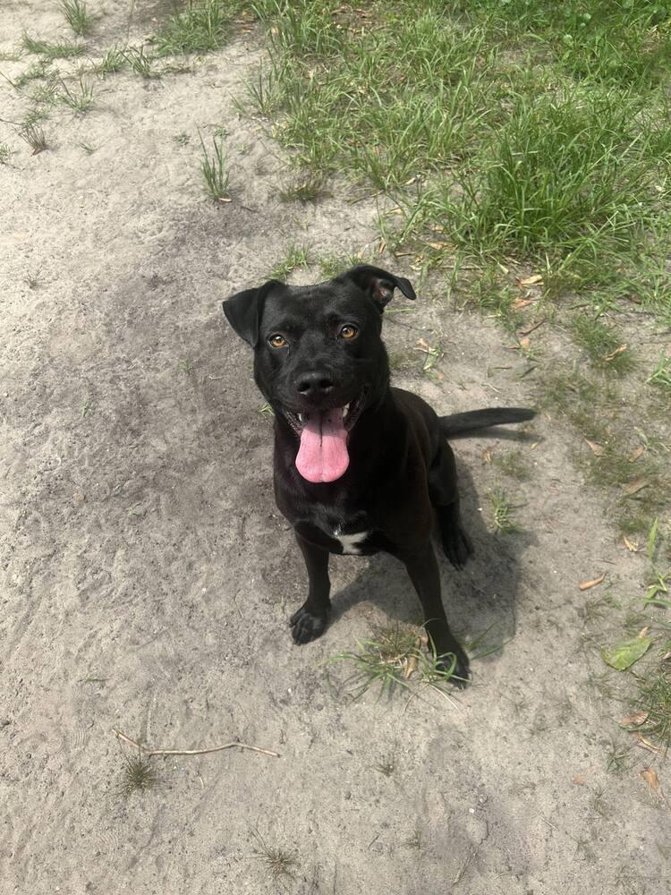 Enlarge Oscar, a Adoptable mixed breed in Milton, FL image 2/6