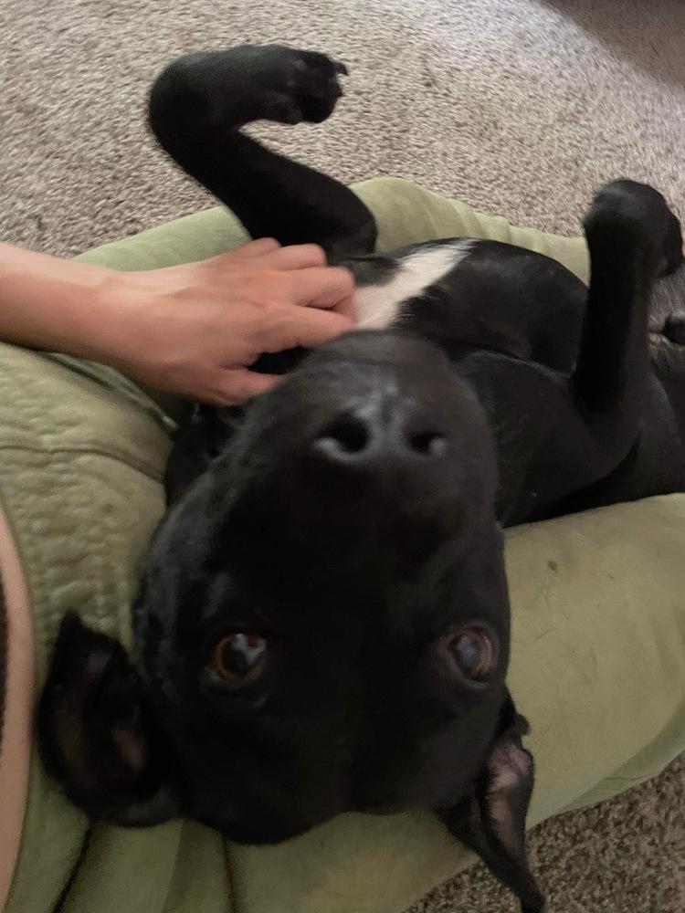 Enlarge Oscar, a Adoptable mixed breed in Milton, FL image 3/6