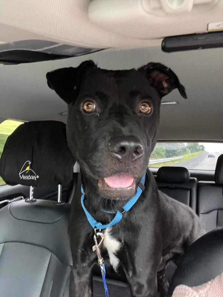 Enlarge Oscar, a Adoptable mixed breed in Milton, FL image 4/6