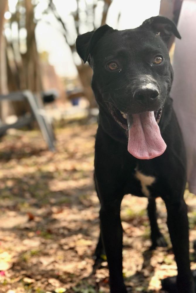 Enlarge Oscar, a Adoptable mixed breed in Milton, FL image 5/6