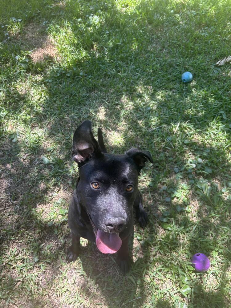 Oscar, Adoptable, Young Male American Bulldog & Labrador Retriever.