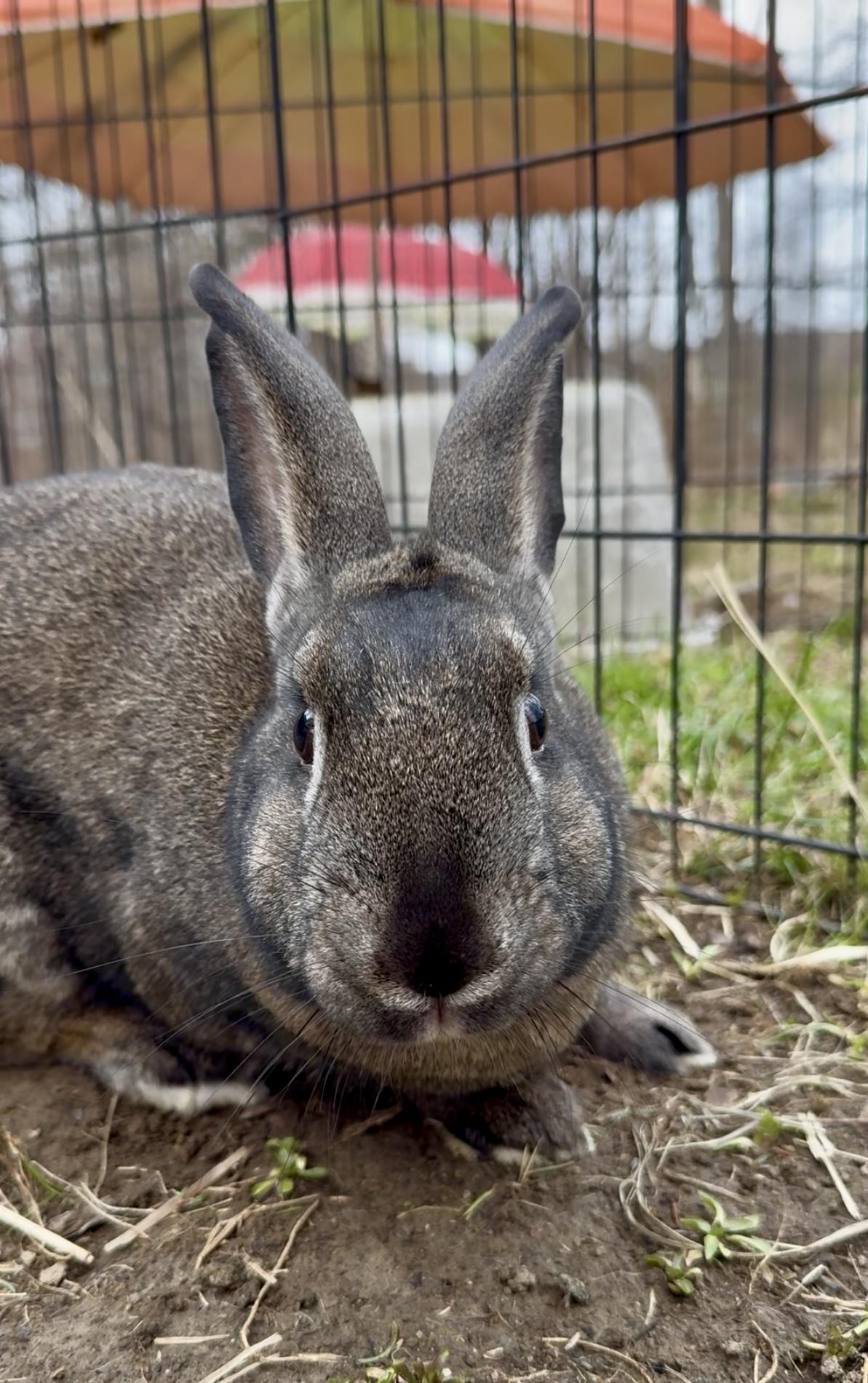 Hampton, Adoptable, Adult Male Bunny Rabbit.