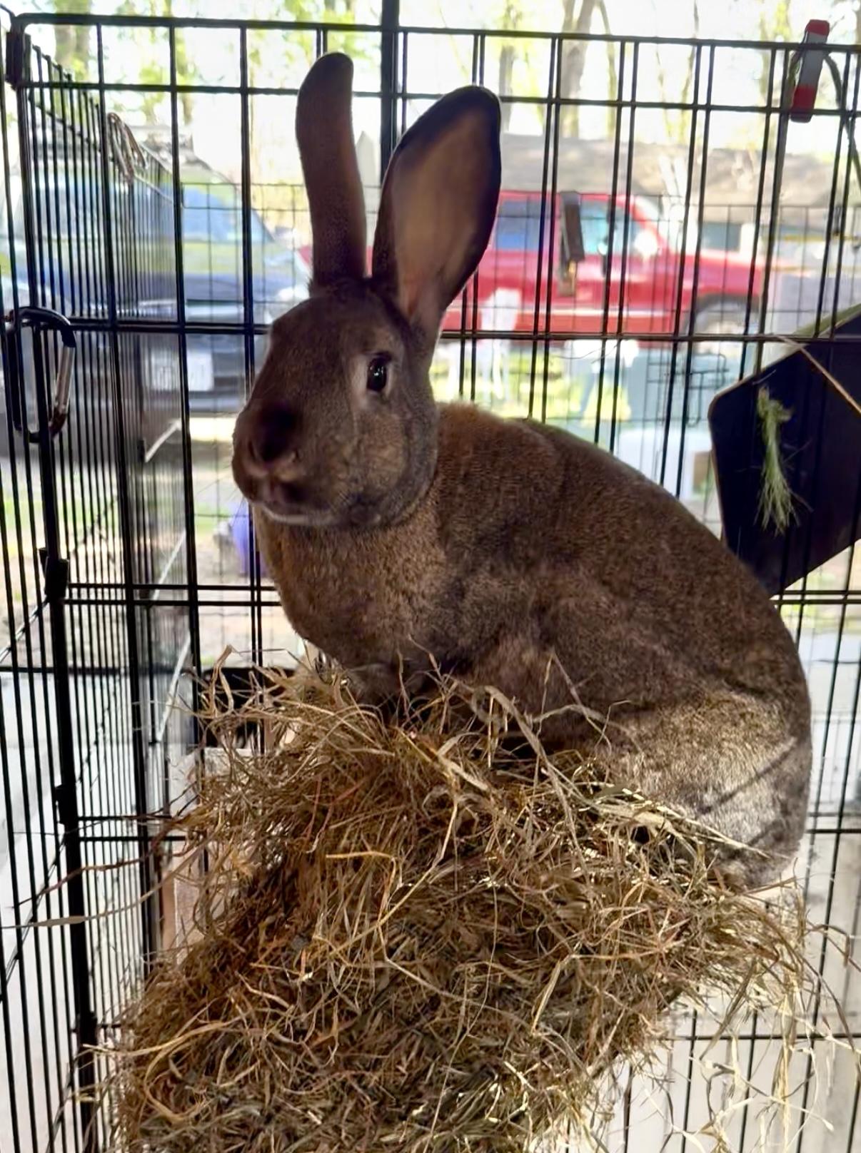 Enlarge Hampton, a Adoptable Bunny Rabbit in Salisbury Mills, NY image 3/3