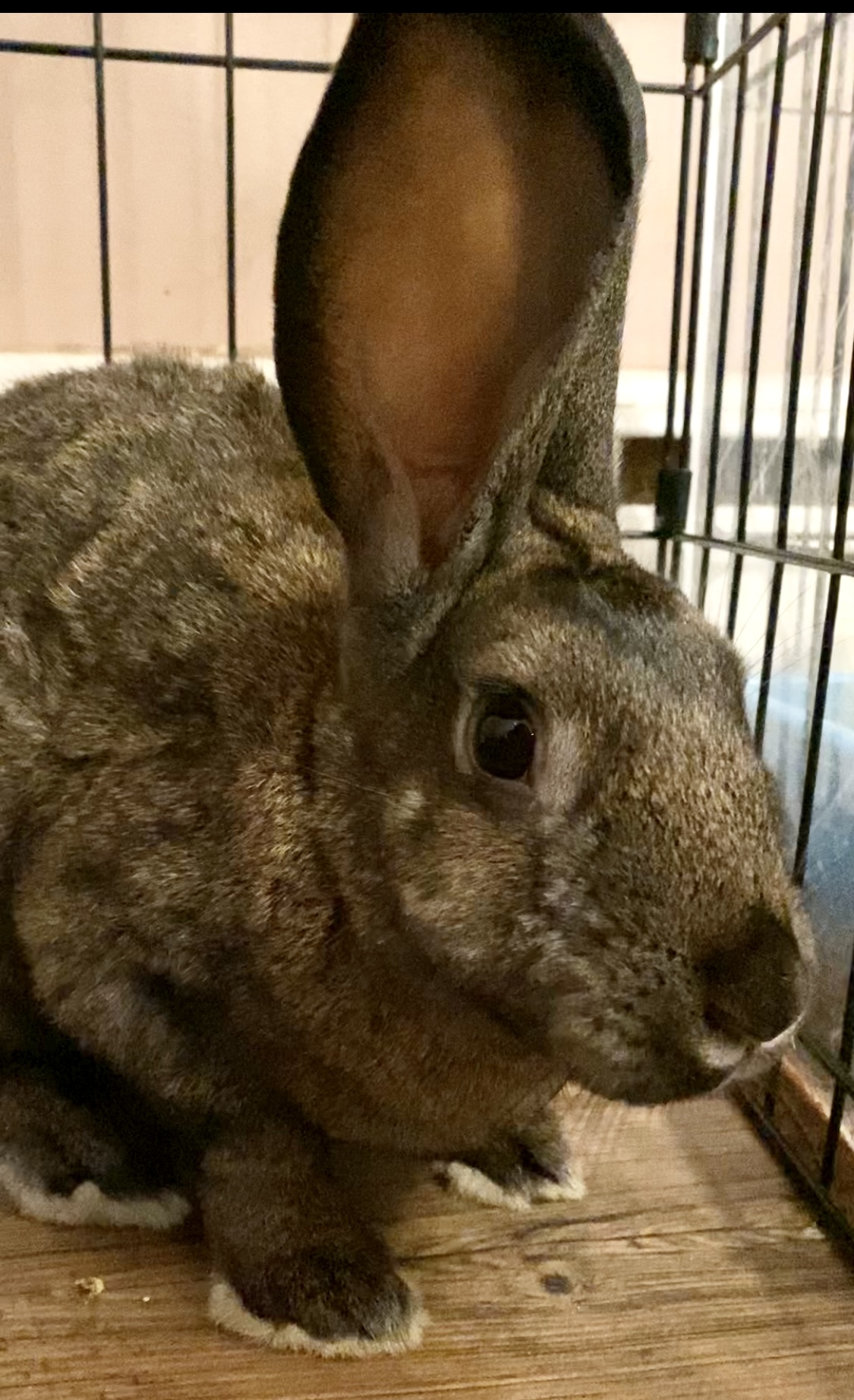 Enlarge Hampton, a Adoptable Bunny Rabbit in Salisbury Mills, NY image 2/3
