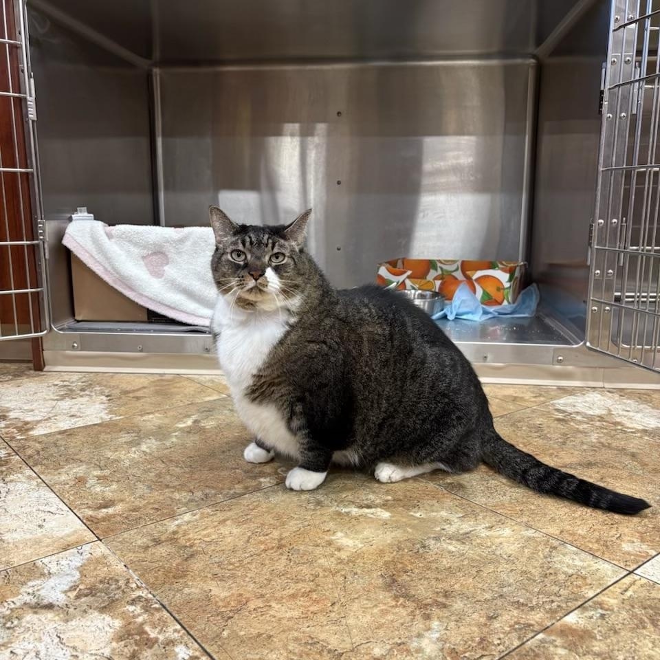 Enlarge Lucy (I’m 9), a ADOPTABLE Domestic Short Hair in Enfield, CT image 4/4