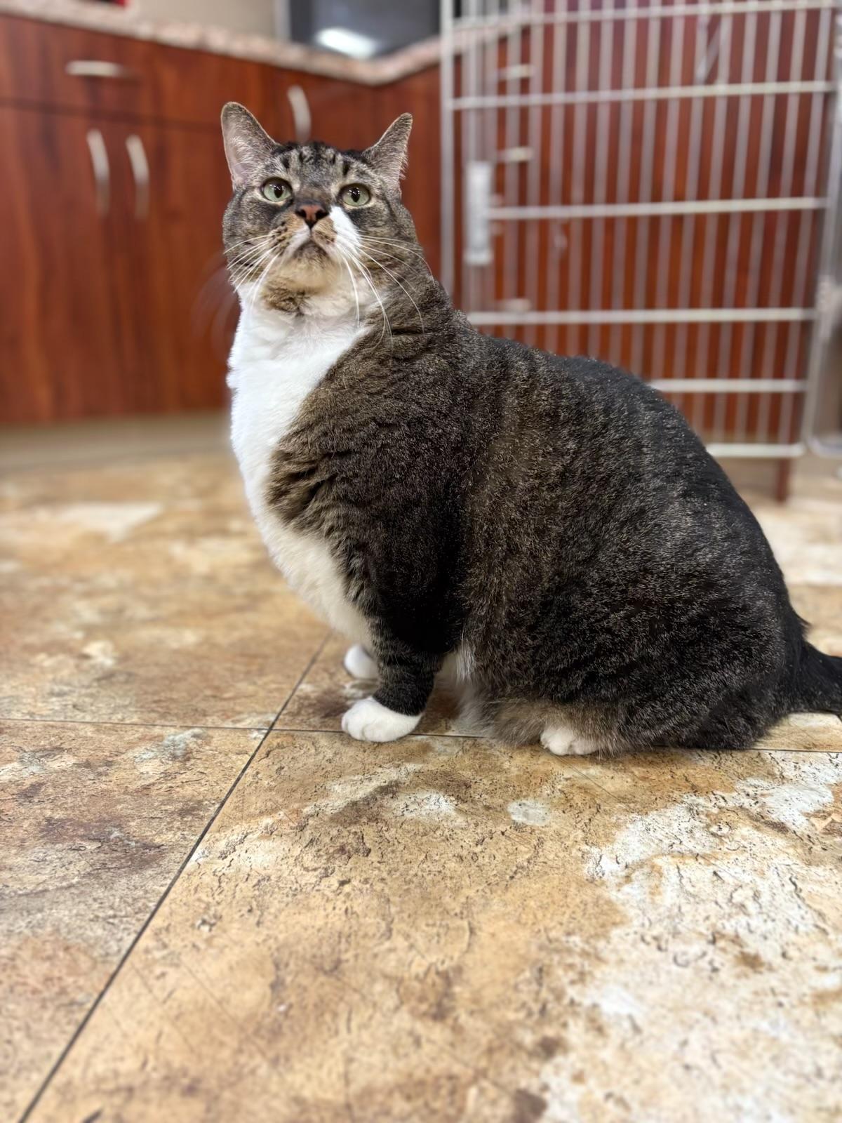 Lucy (I’m 9), ADOPTABLE, Adult Female Domestic Short Hair.
