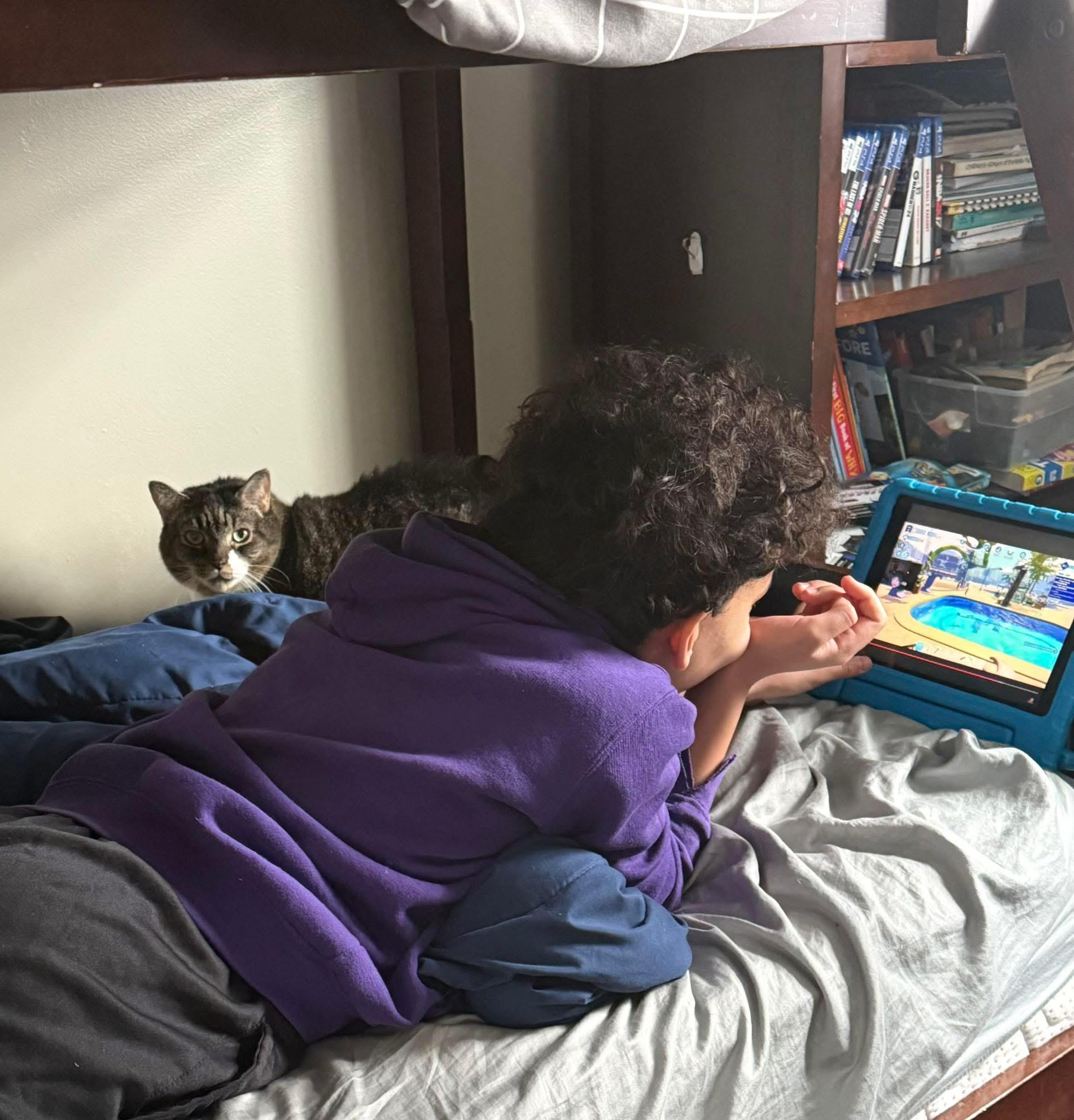 Enlarge Lucy (I’m 9), a ADOPTABLE Domestic Short Hair in Enfield, CT image 5/6