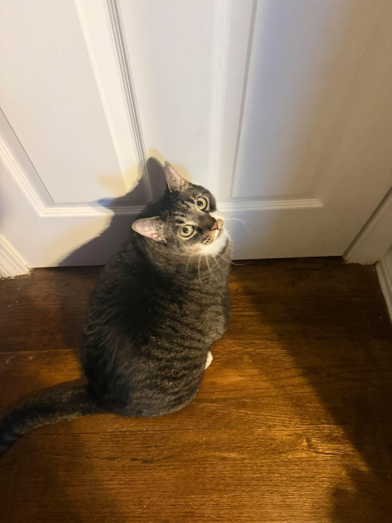 Enlarge Lucy (I’m 9), a ADOPTABLE Domestic Short Hair in Enfield, CT image 2/4