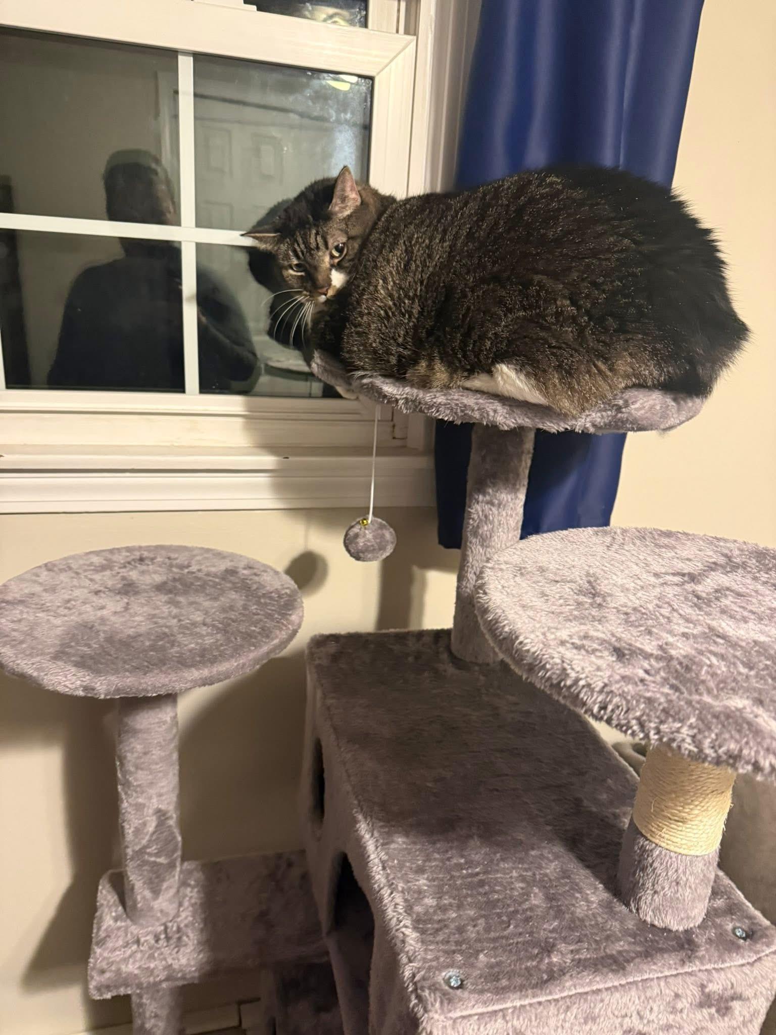 Enlarge Lucy (I’m 9), a ADOPTABLE Domestic Short Hair in Enfield, CT image 6/6