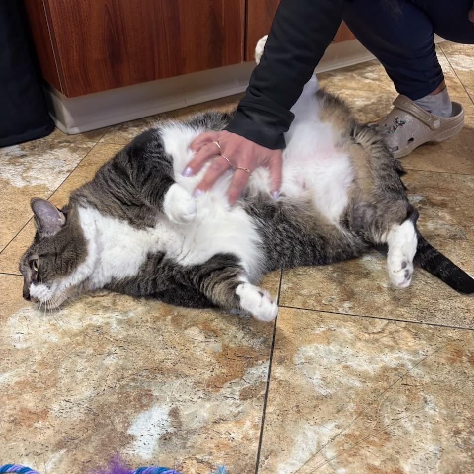 Enlarge Lucy (I’m 9), a ADOPTABLE Domestic Short Hair in Enfield, CT image 3/4