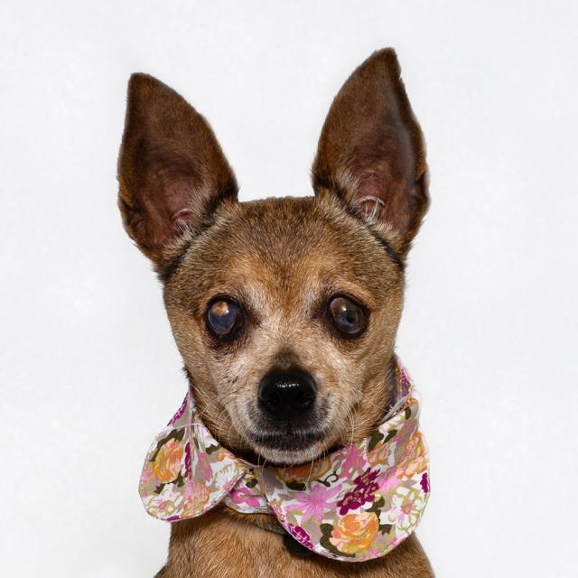 FRANCES, Adoptable, Adult Female Chihuahua.
