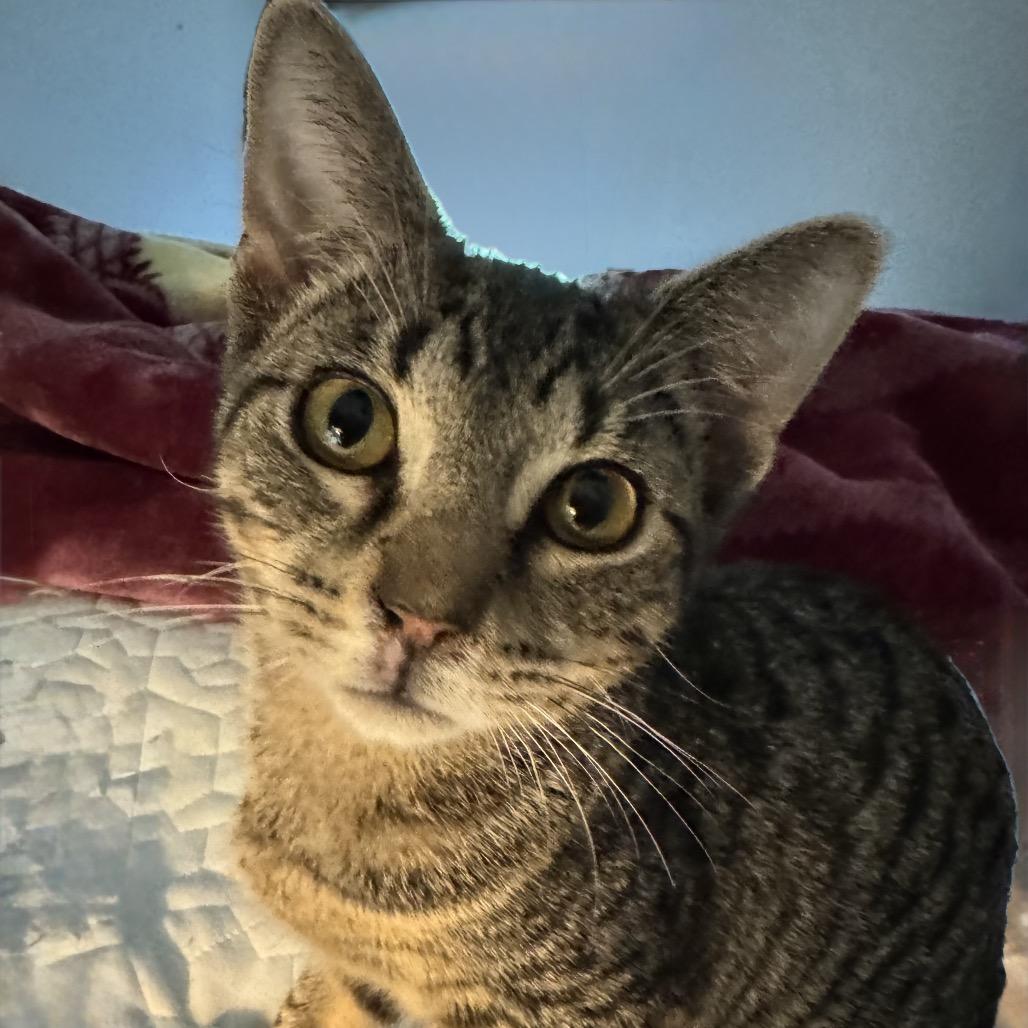 Barney, Adoptable, Young Male Domestic Short Hair.