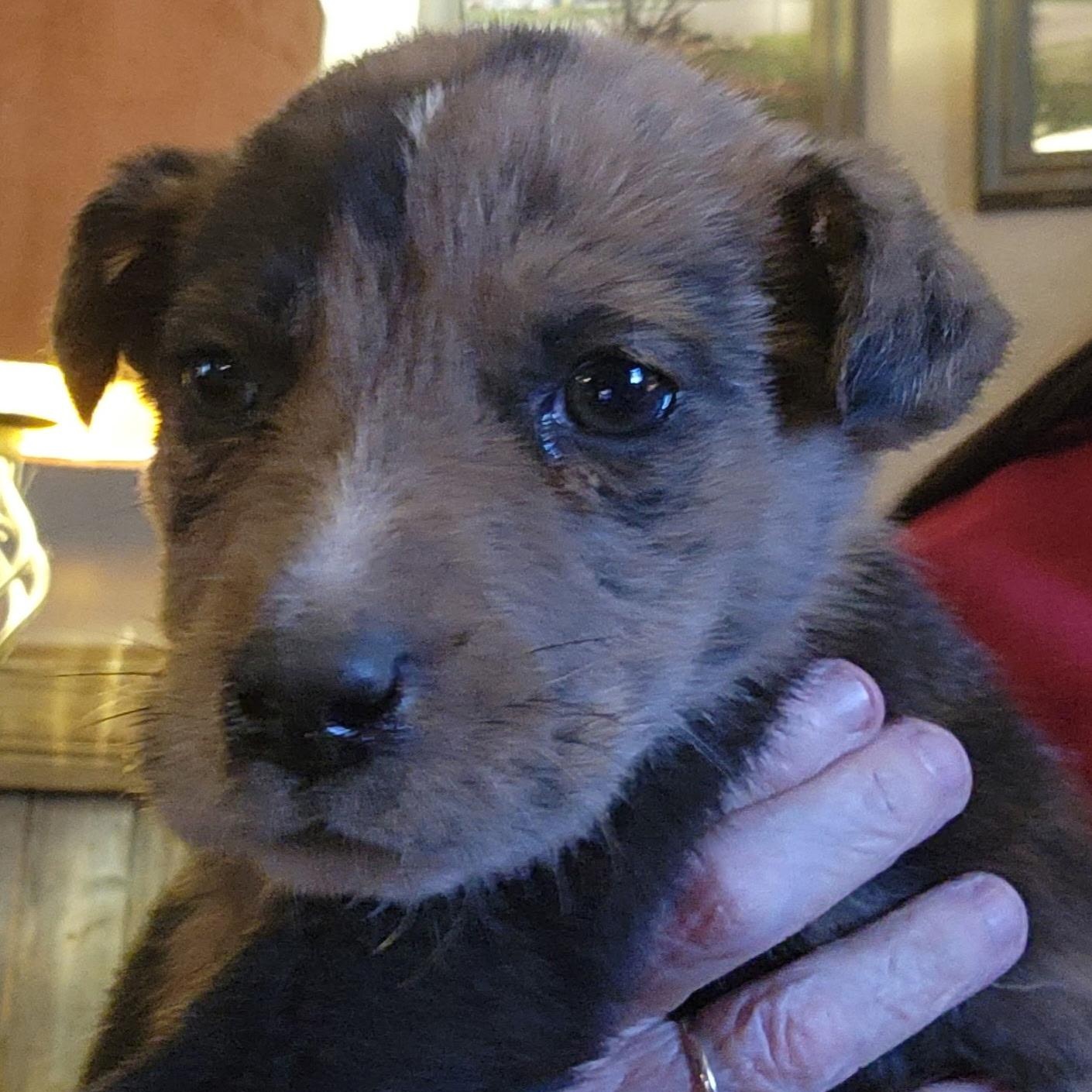 Enlarge Brandon, an adopted mixed breed in Krum, TX image 3/4