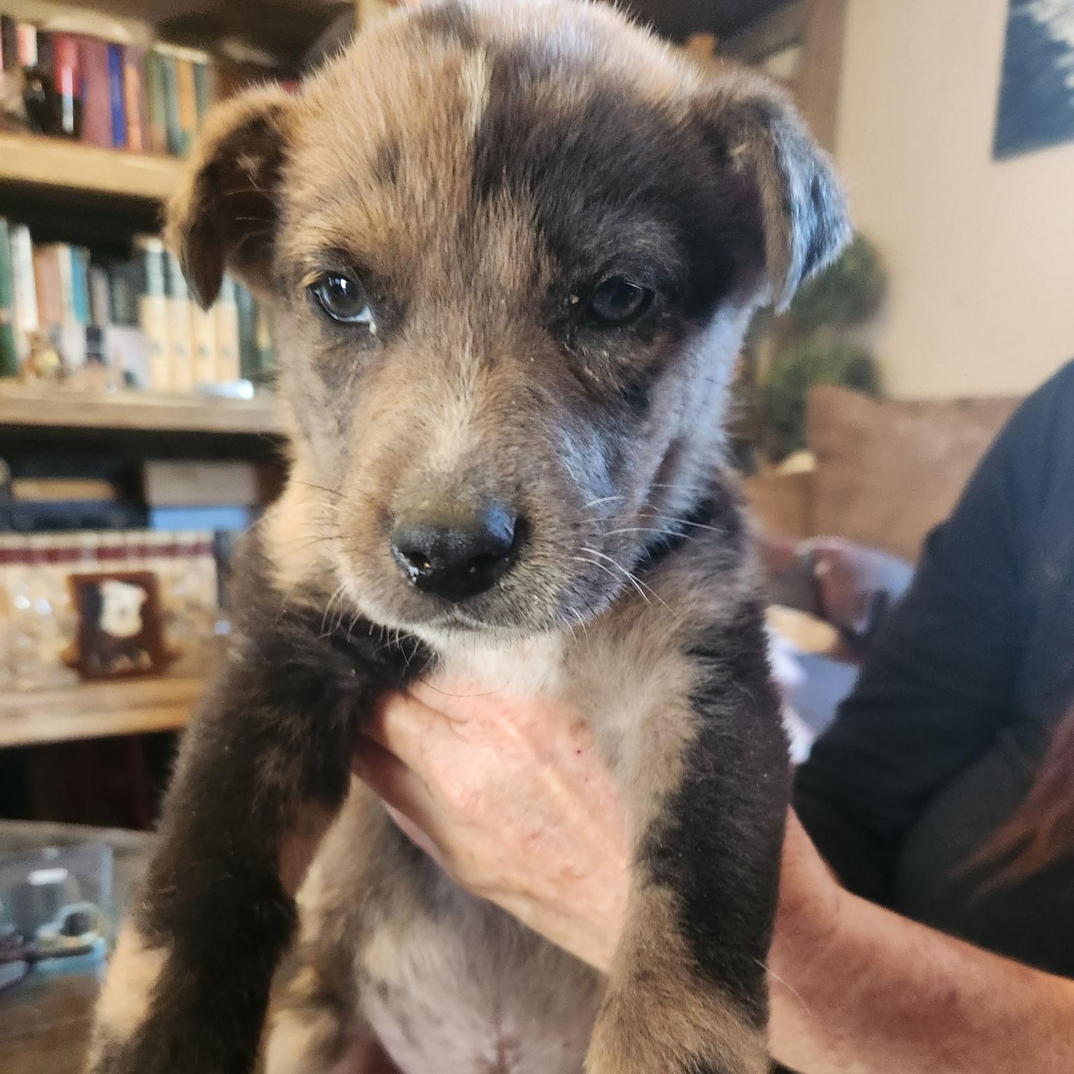 Enlarge Brandon, an adopted mixed breed in Krum, TX image 2/4