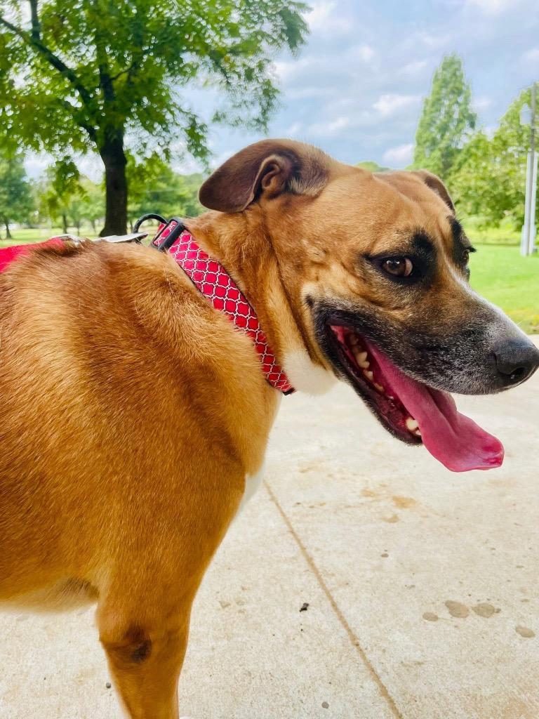 Enchiladas, Adoptable, Adult Female Labrador Retriever.
