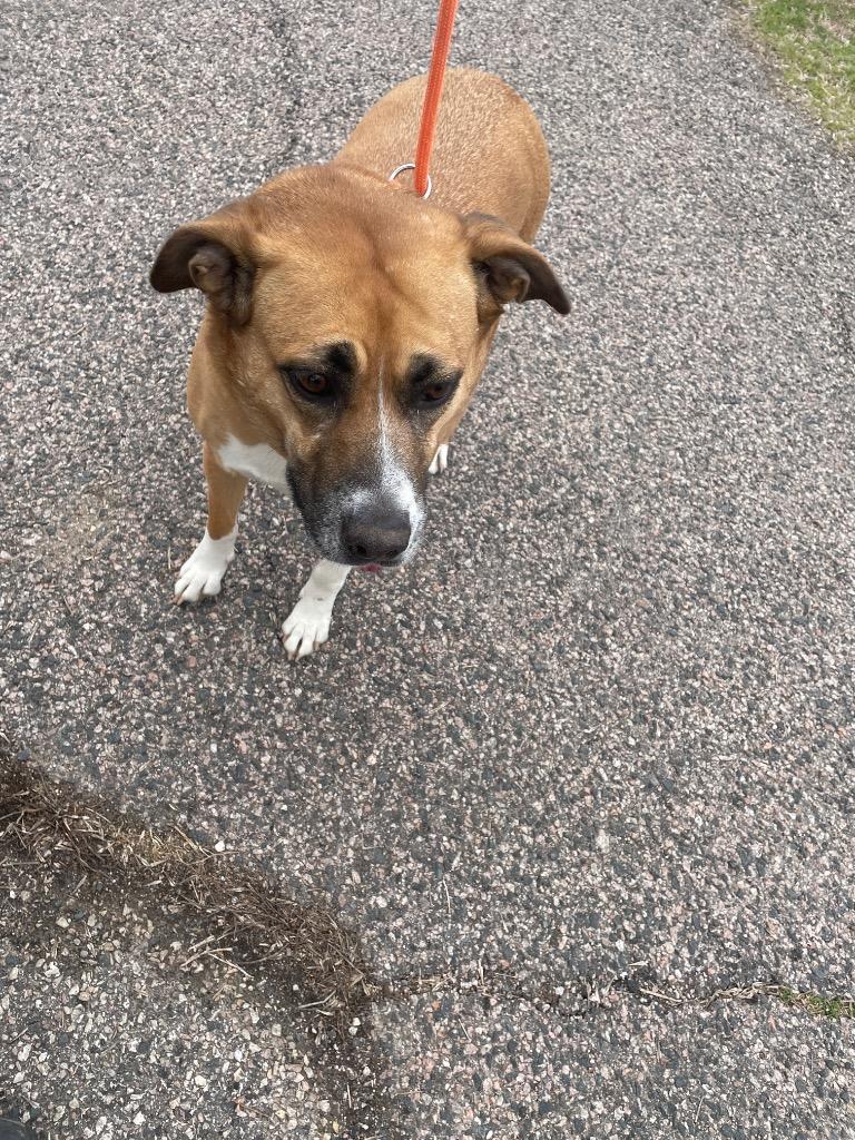 Enchiladas, a Adoptable Labrador Retriever in Ada, OK image 3/3