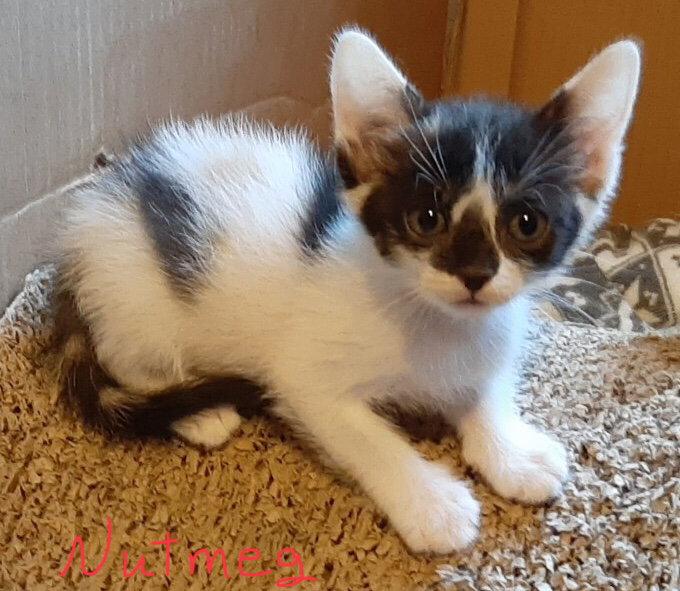 Nutmeg, Adoptable, Young Female Domestic Short Hair.
