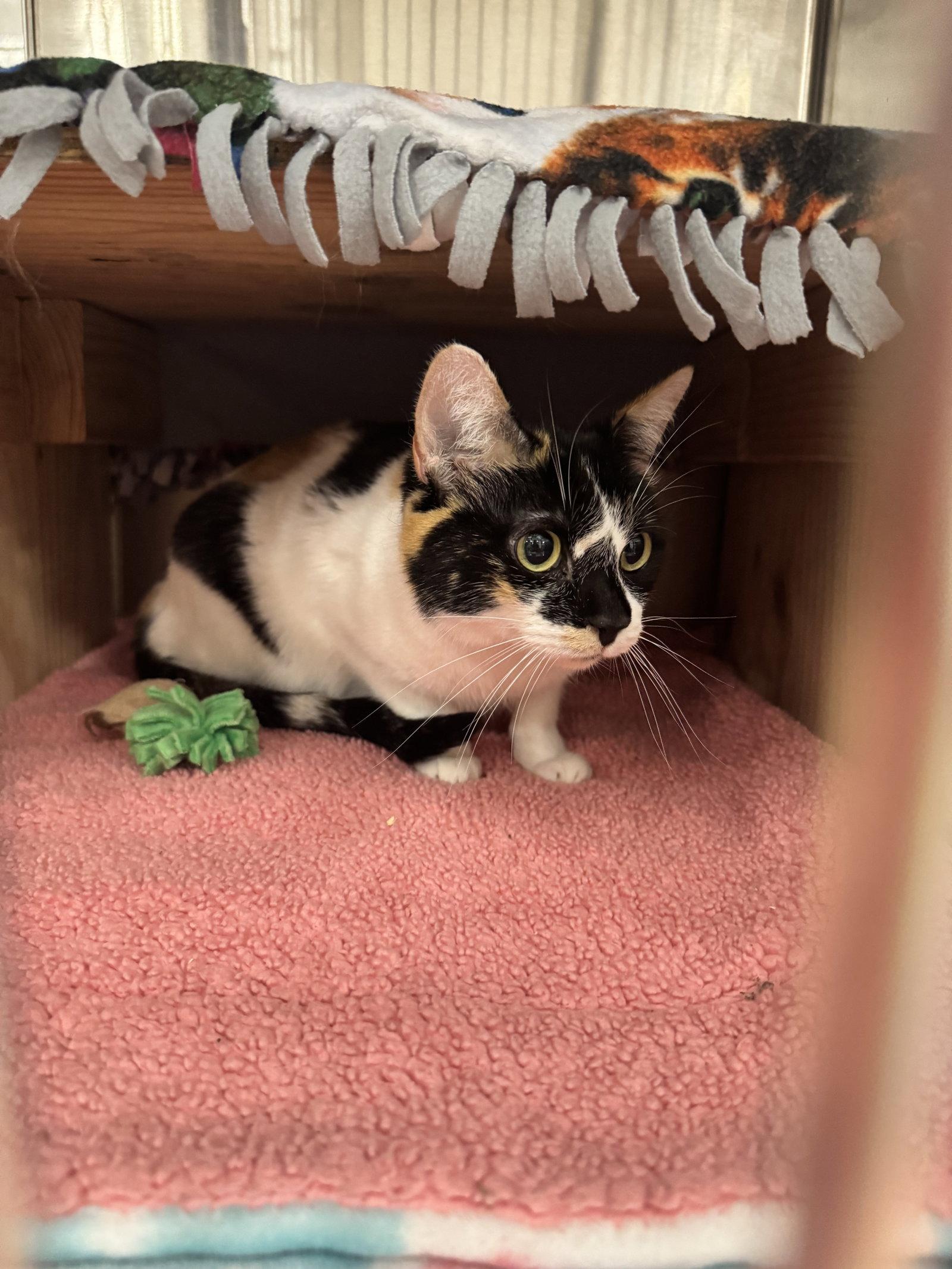 Enlarge Nutmeg, a Adoptable Domestic Short Hair in Scottsdale, AZ image 2/2