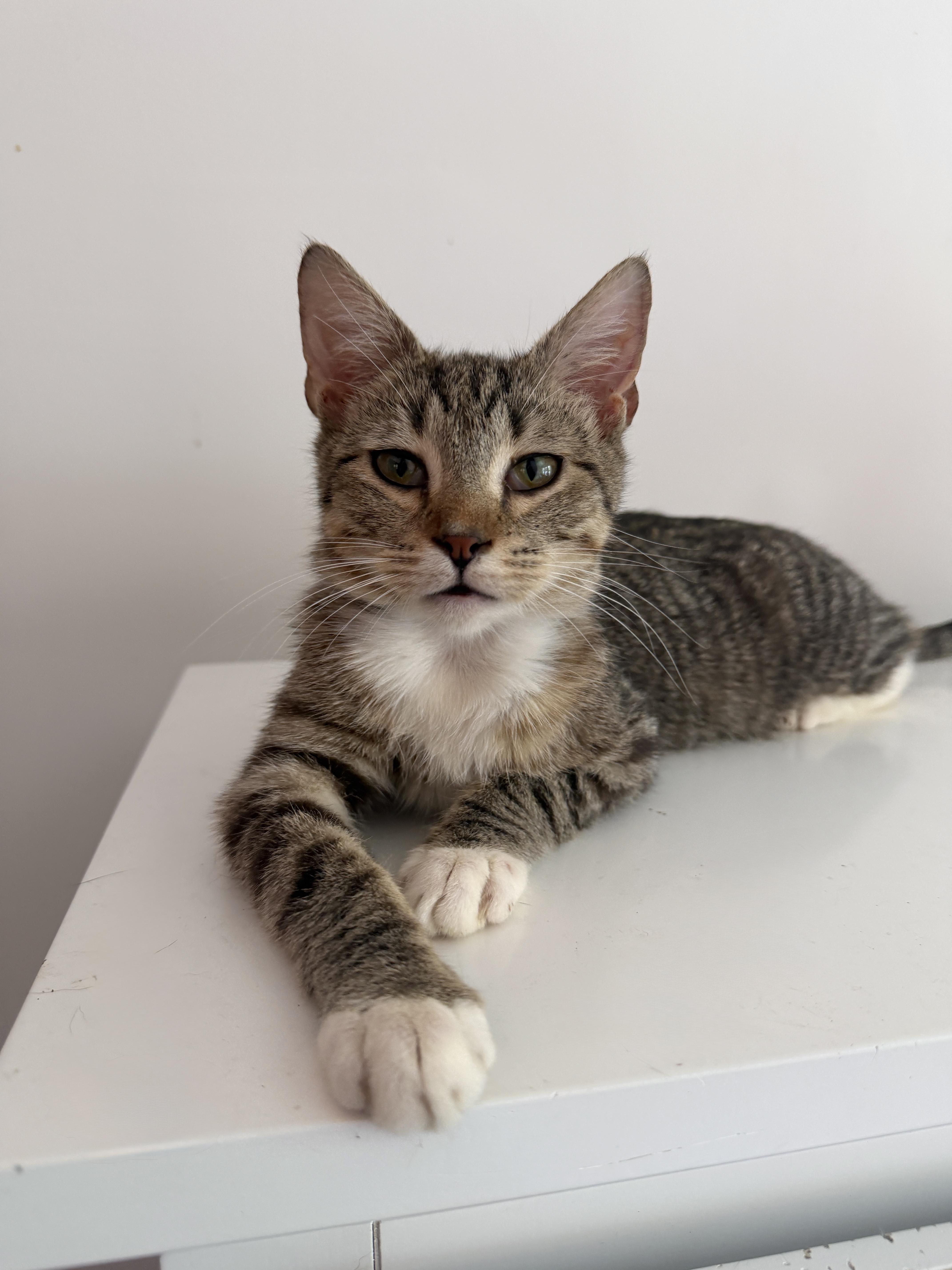 TIMBER, ADOPTABLE, Kitten Male Tabby.