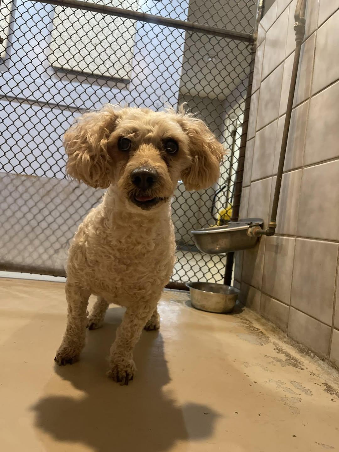 Enlarge Loui, a Adoptable Poodle in Blue Springs, MO image 1/1