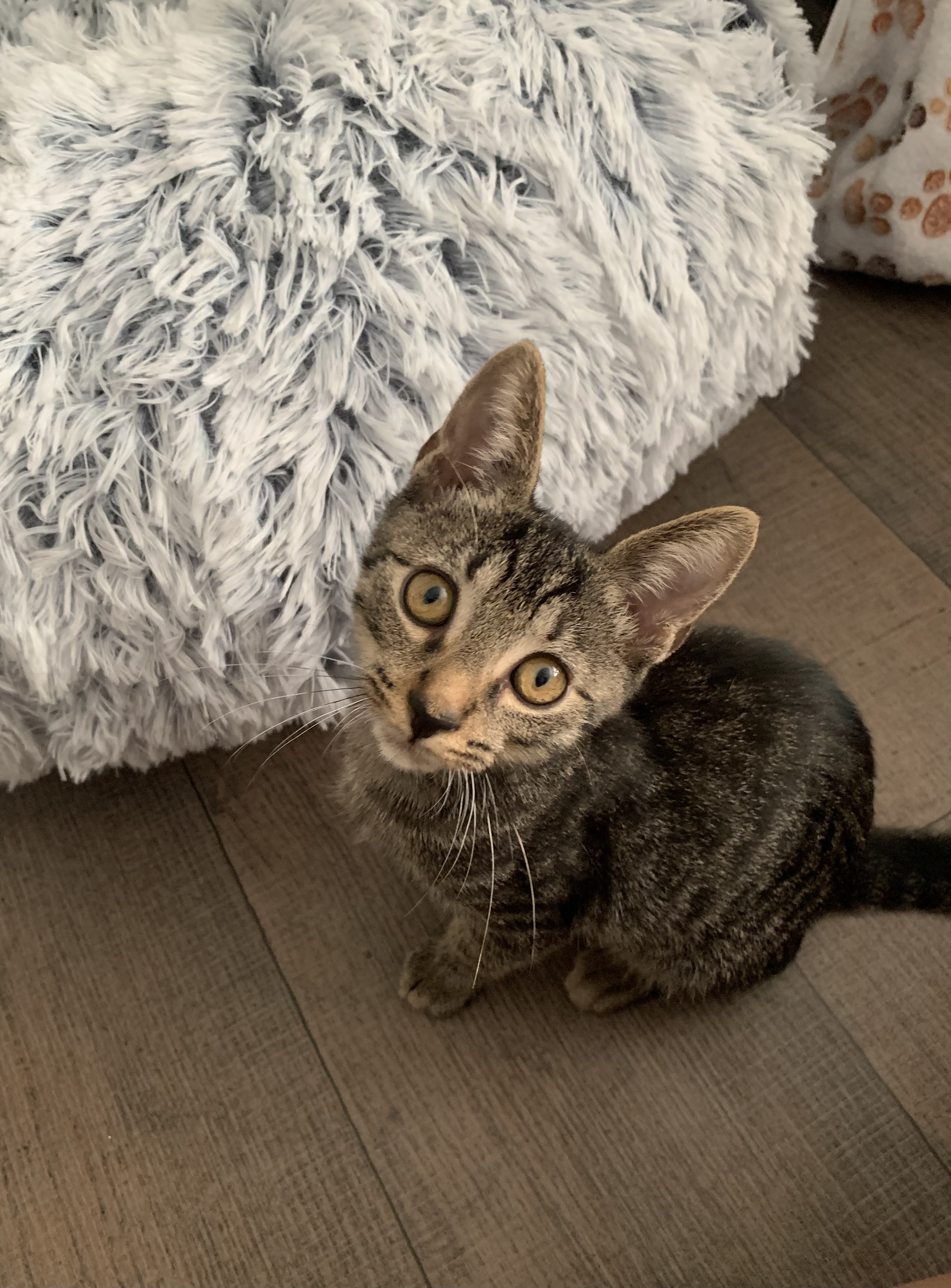 Enlarge Brownie, a Adoptable Domestic Short Hair in Tampa, FL image 2/5