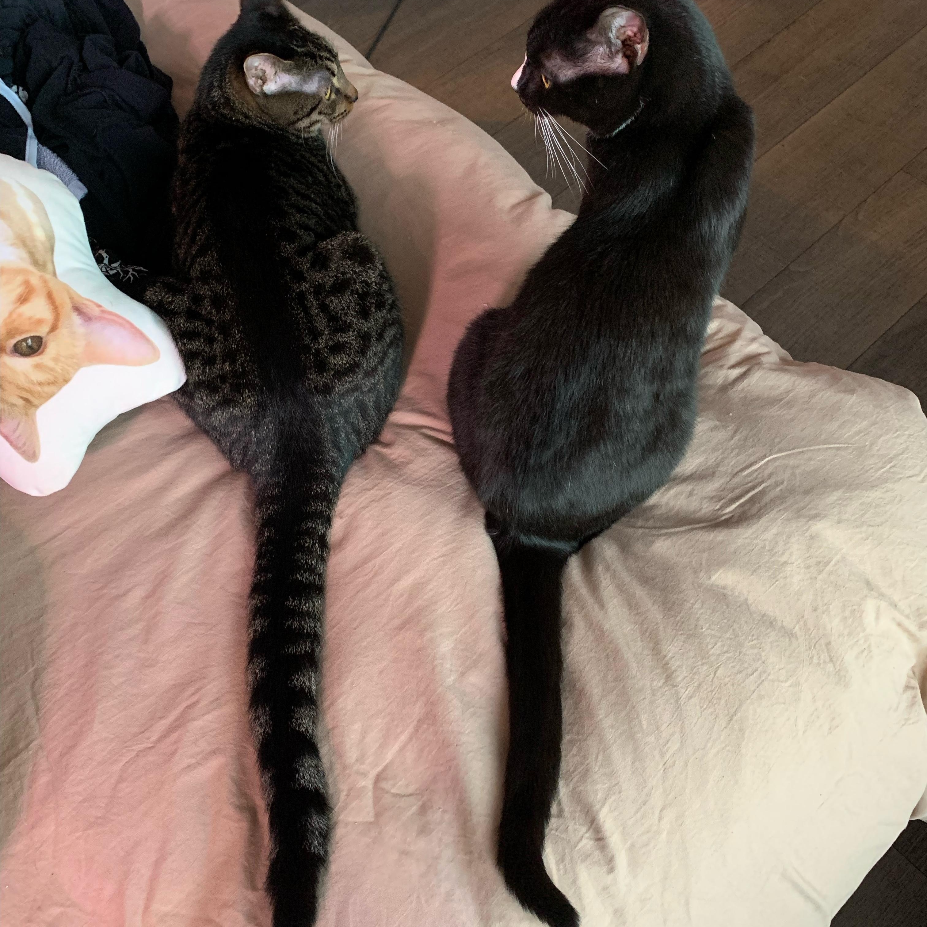 Enlarge Brownie, a Adoptable Domestic Short Hair in Tampa, FL image 5/5