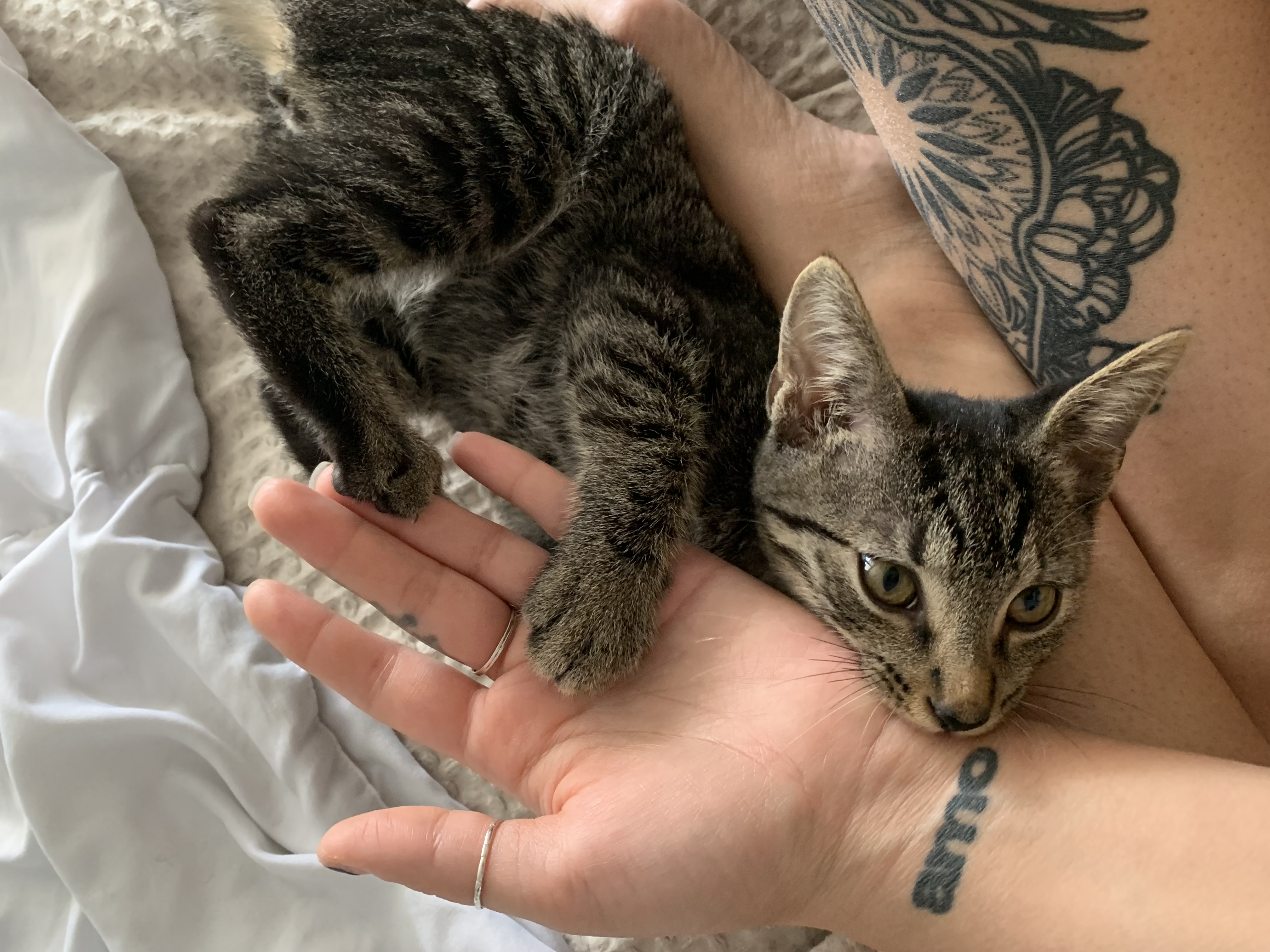 Enlarge Brownie, a Adoptable Domestic Short Hair in Tampa, FL image 4/5