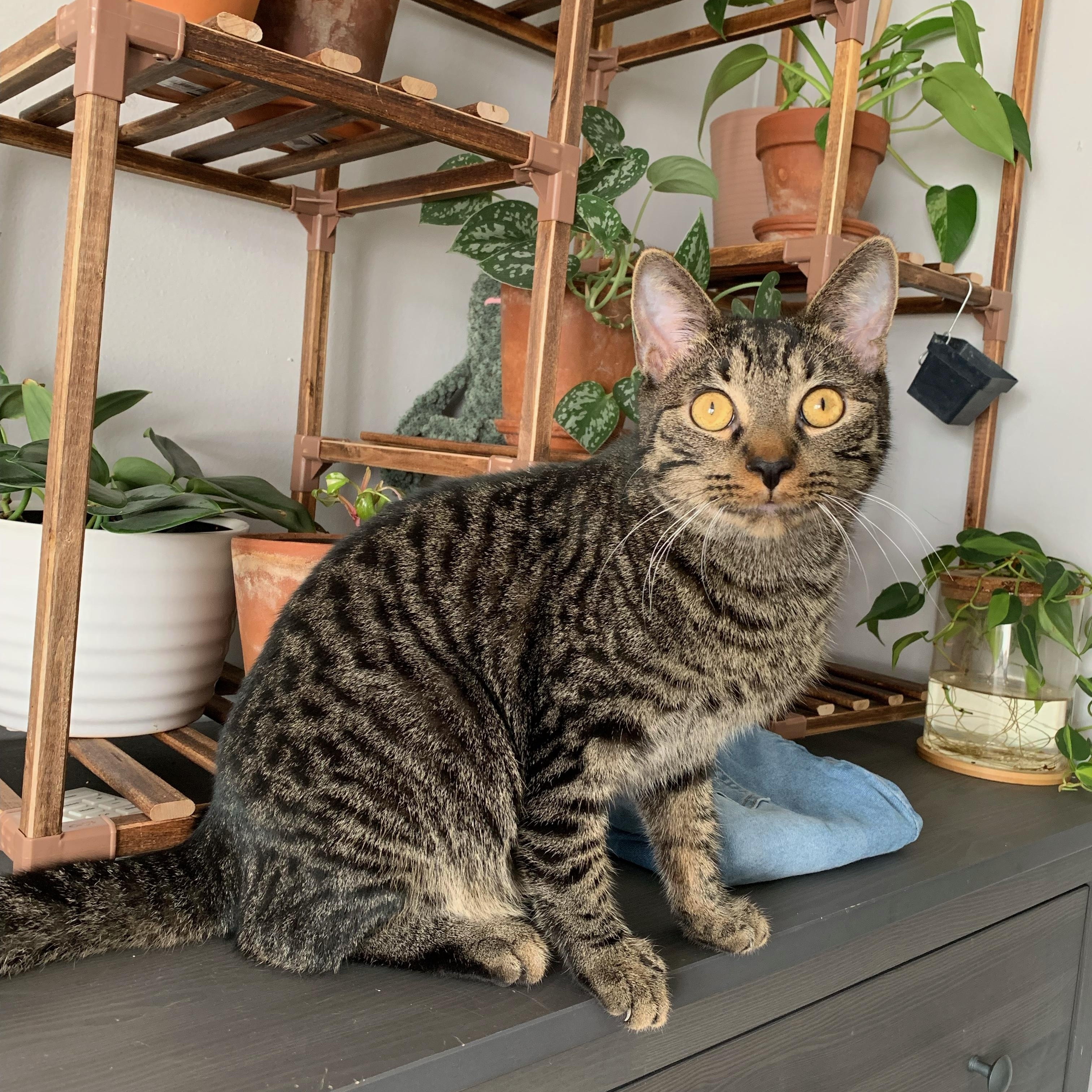 Brownie, Adoptable, Adult Male Domestic Short Hair.