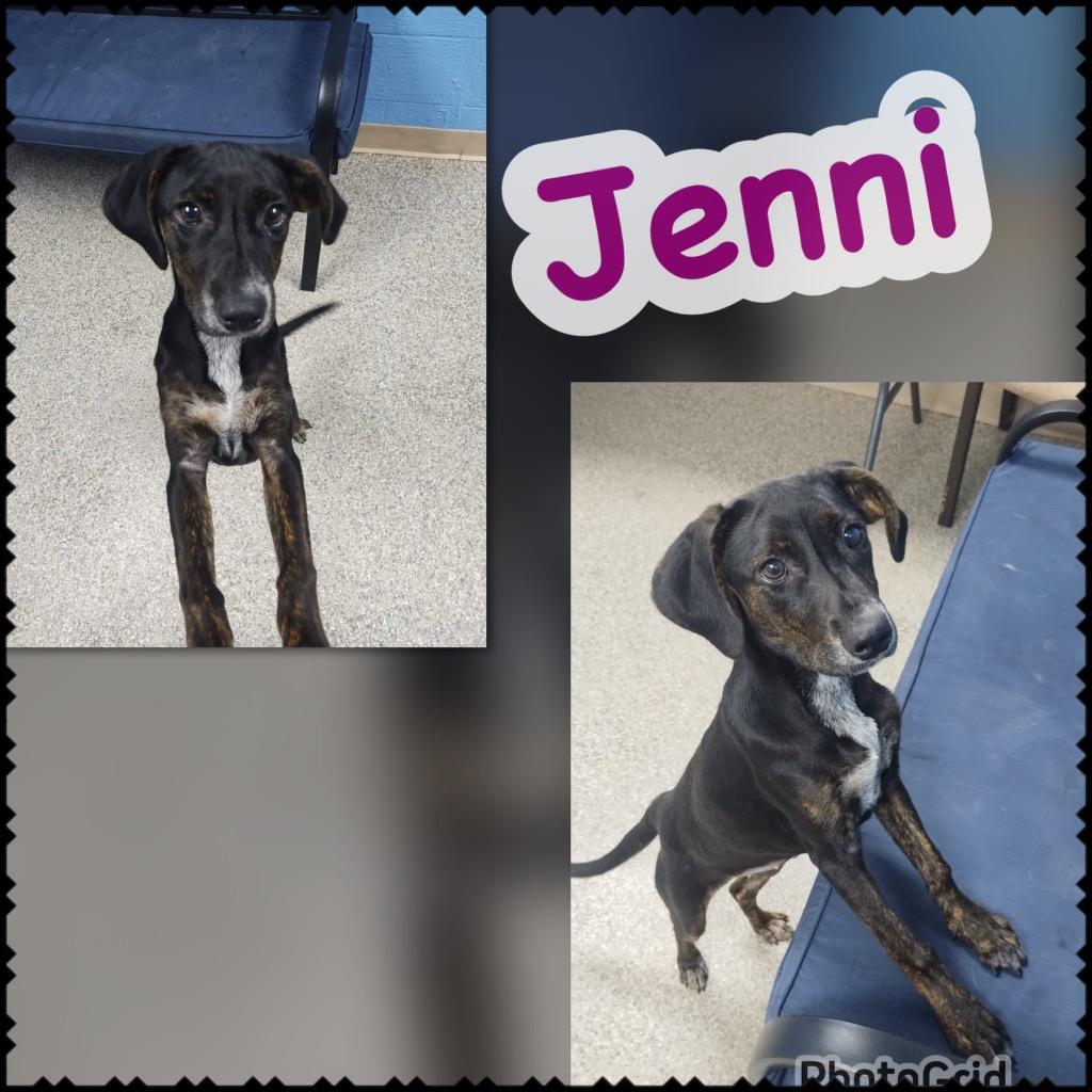 Jenni, Adoptable, Puppy Female Hound & Mixed Breed.